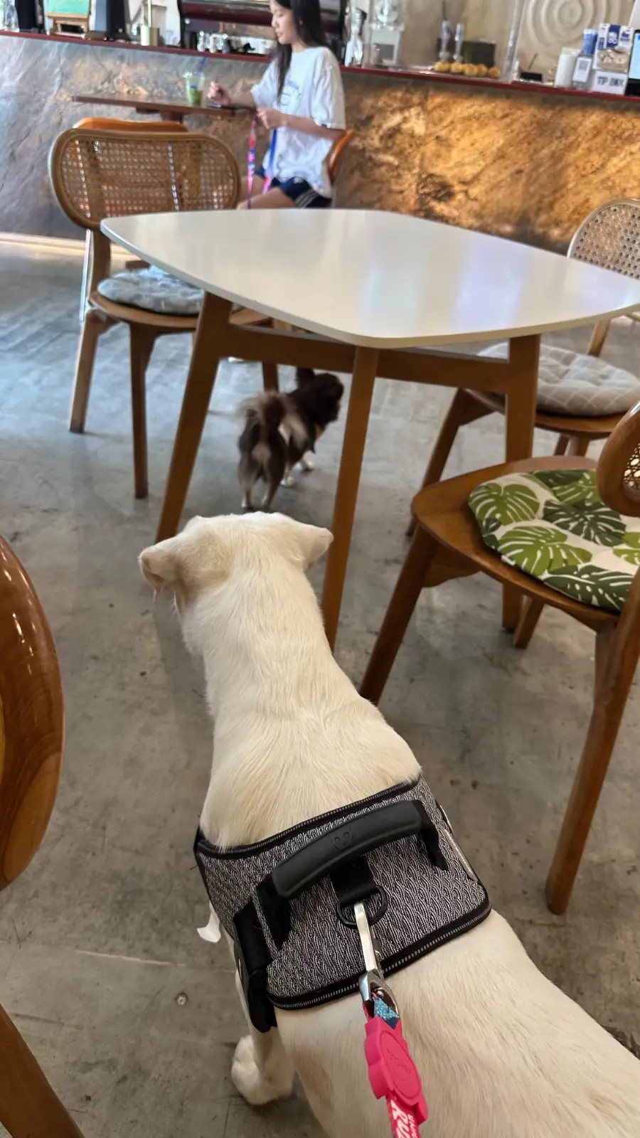 MUSO Coffee & Friends pets image 2