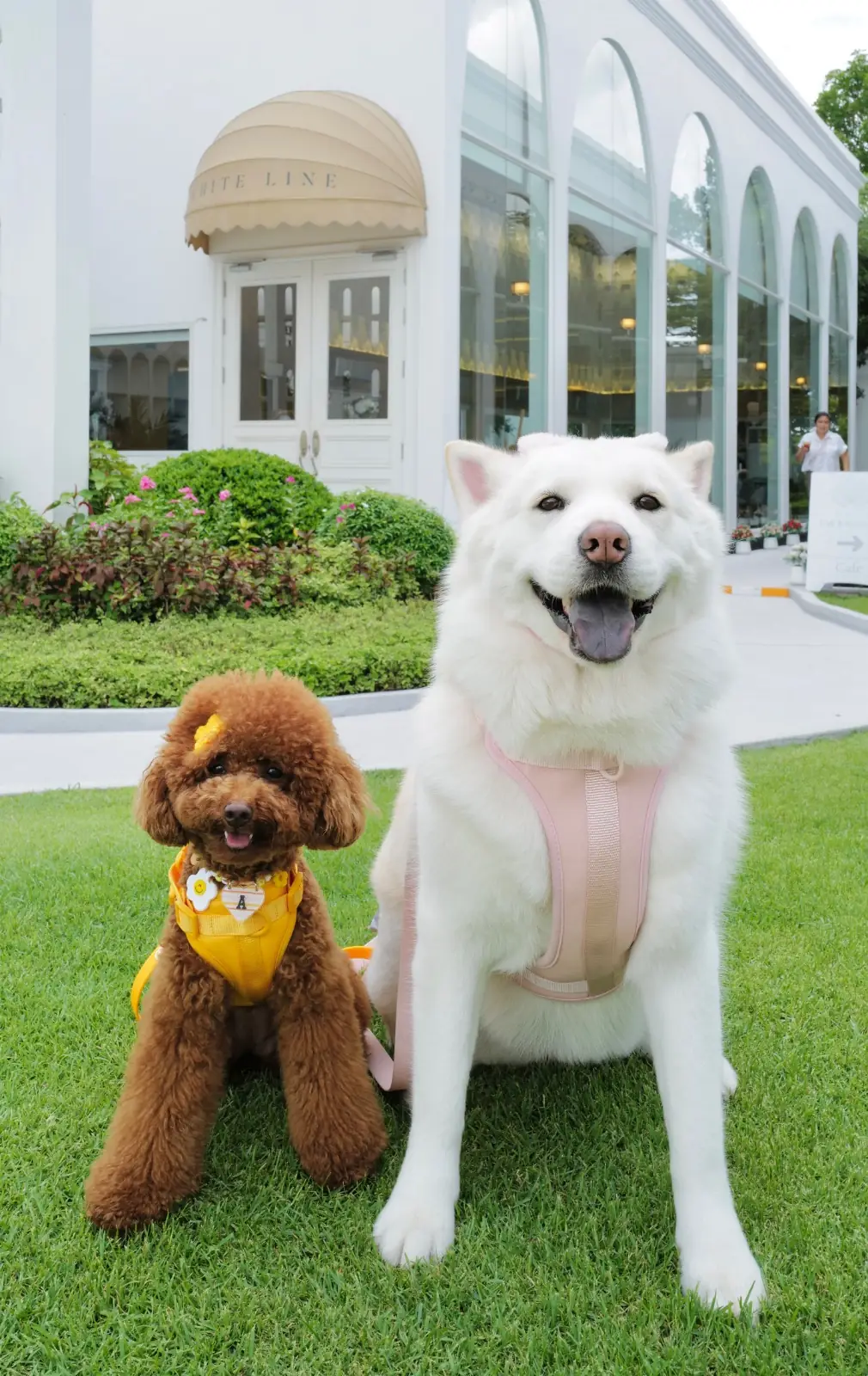 White Line Cafe & Restaurant pets image 1