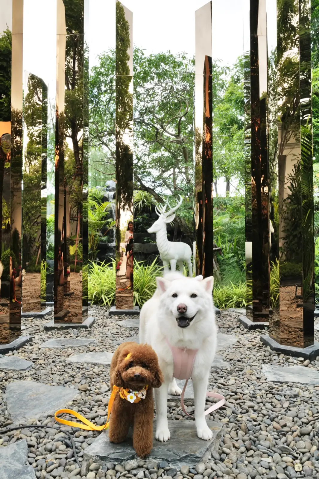 White Line Cafe & Restaurant pets image 2