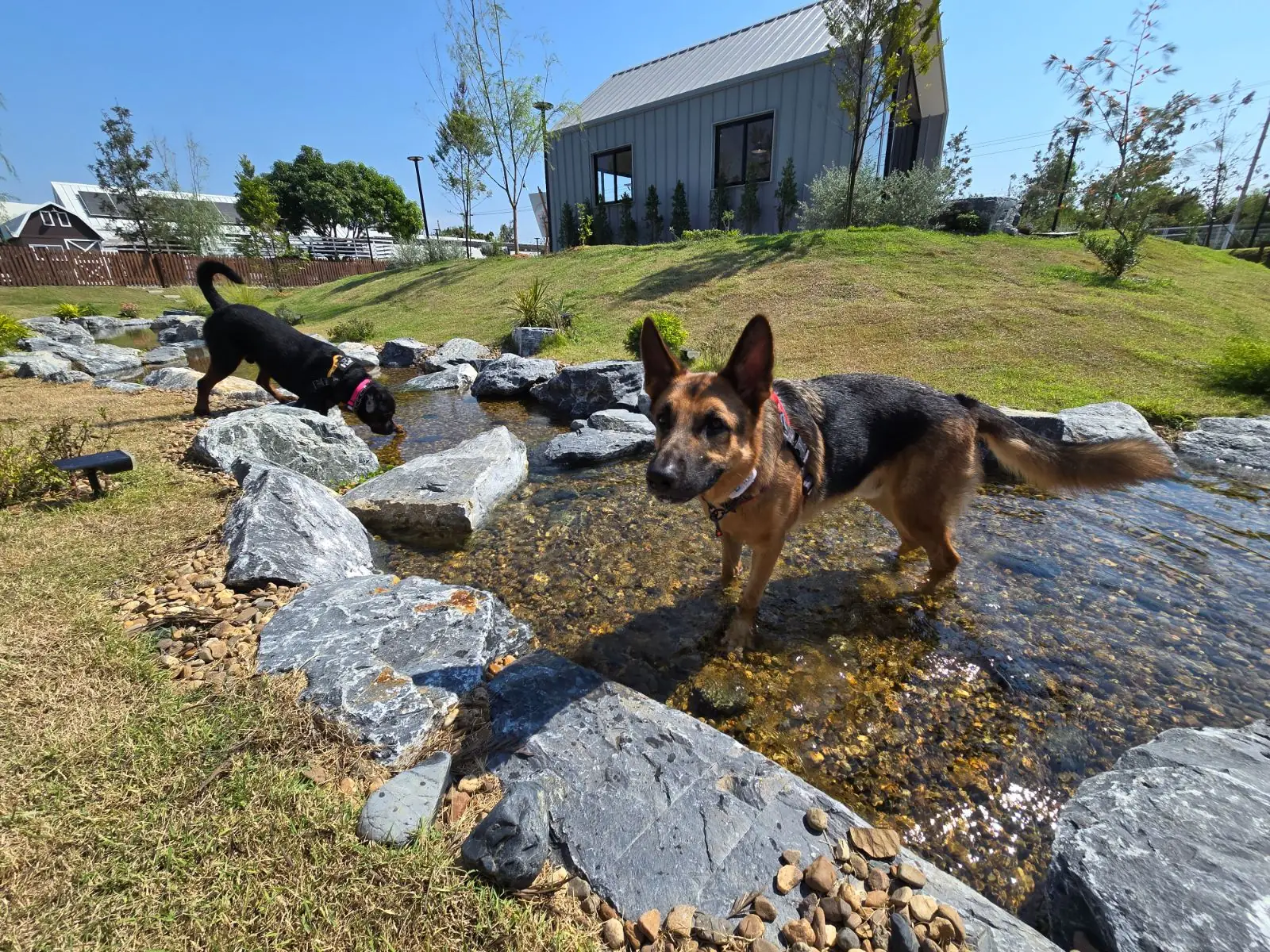 Farmsook Somwang Chaam pets image 2