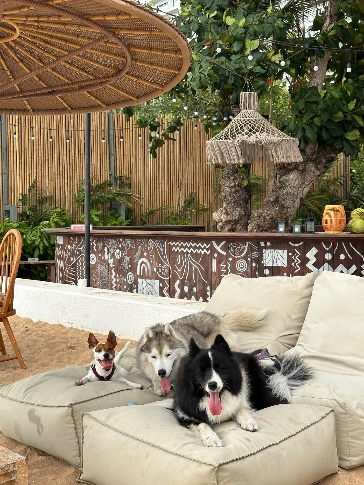 Pink Salmon Beach House pets image 1