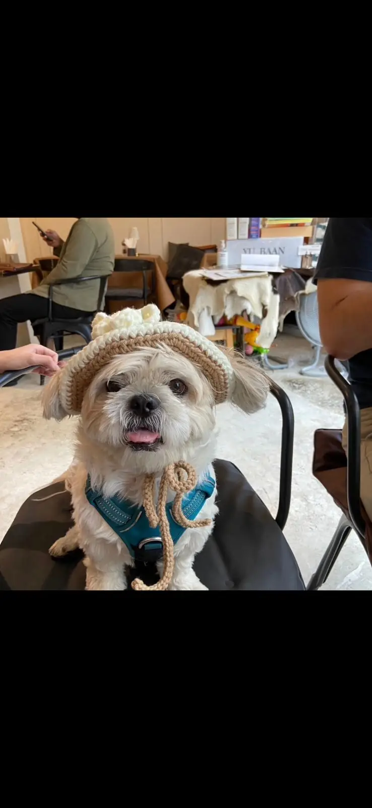 Yu Baan Eatery pets image 1