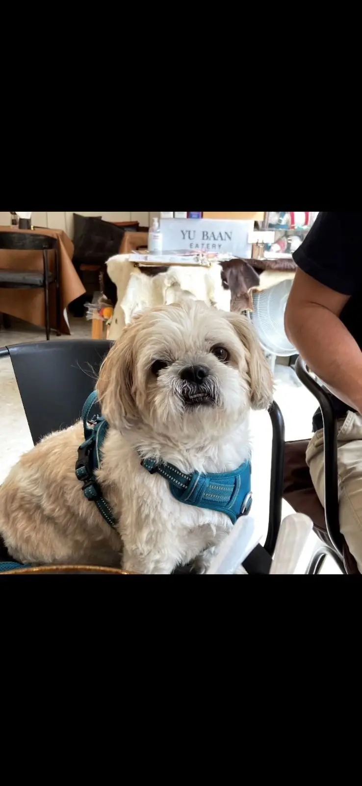 Yu Baan Eatery pets image 2