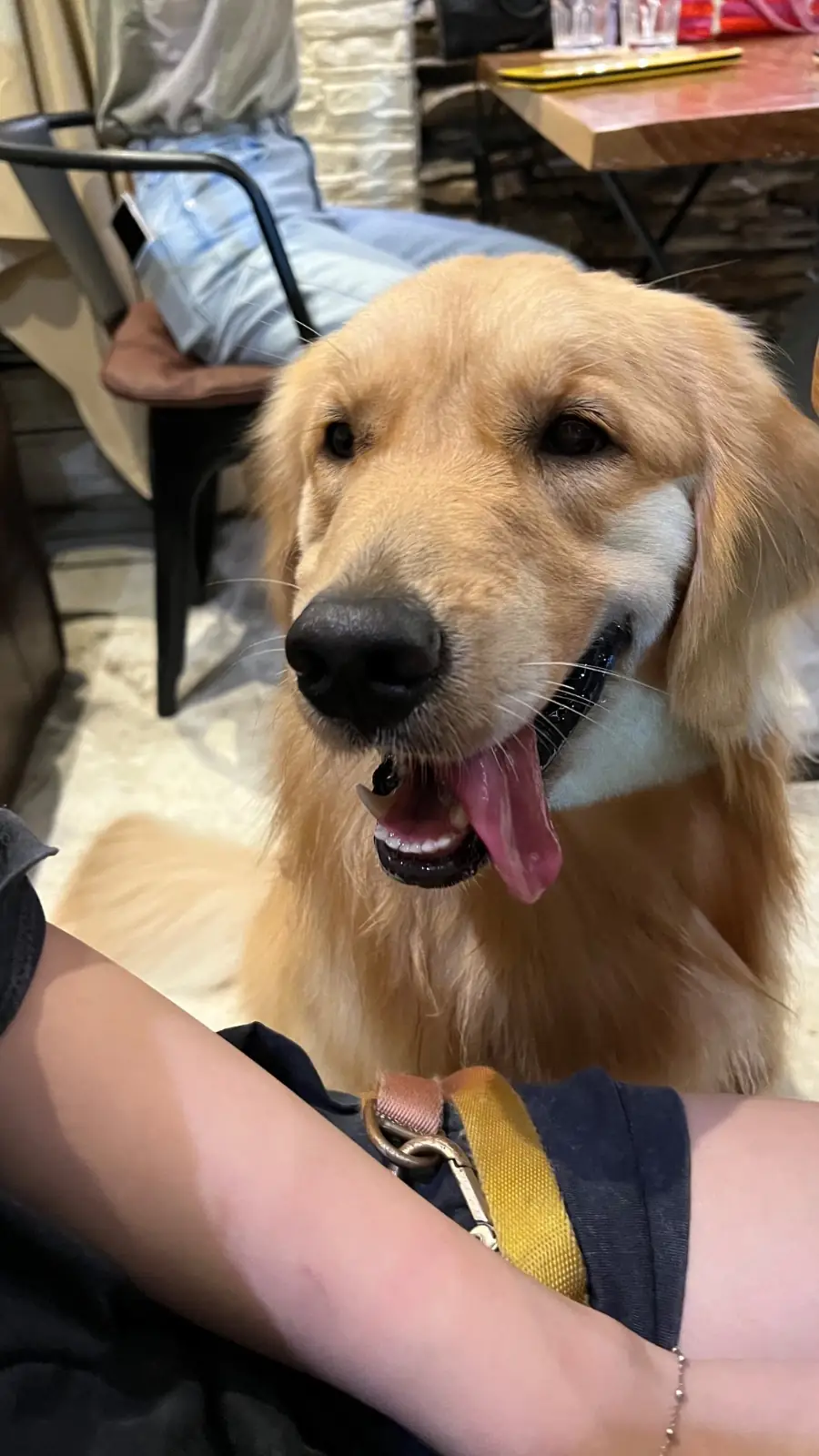 อยู่บ้าน อีทเทอรี่ pets image 17