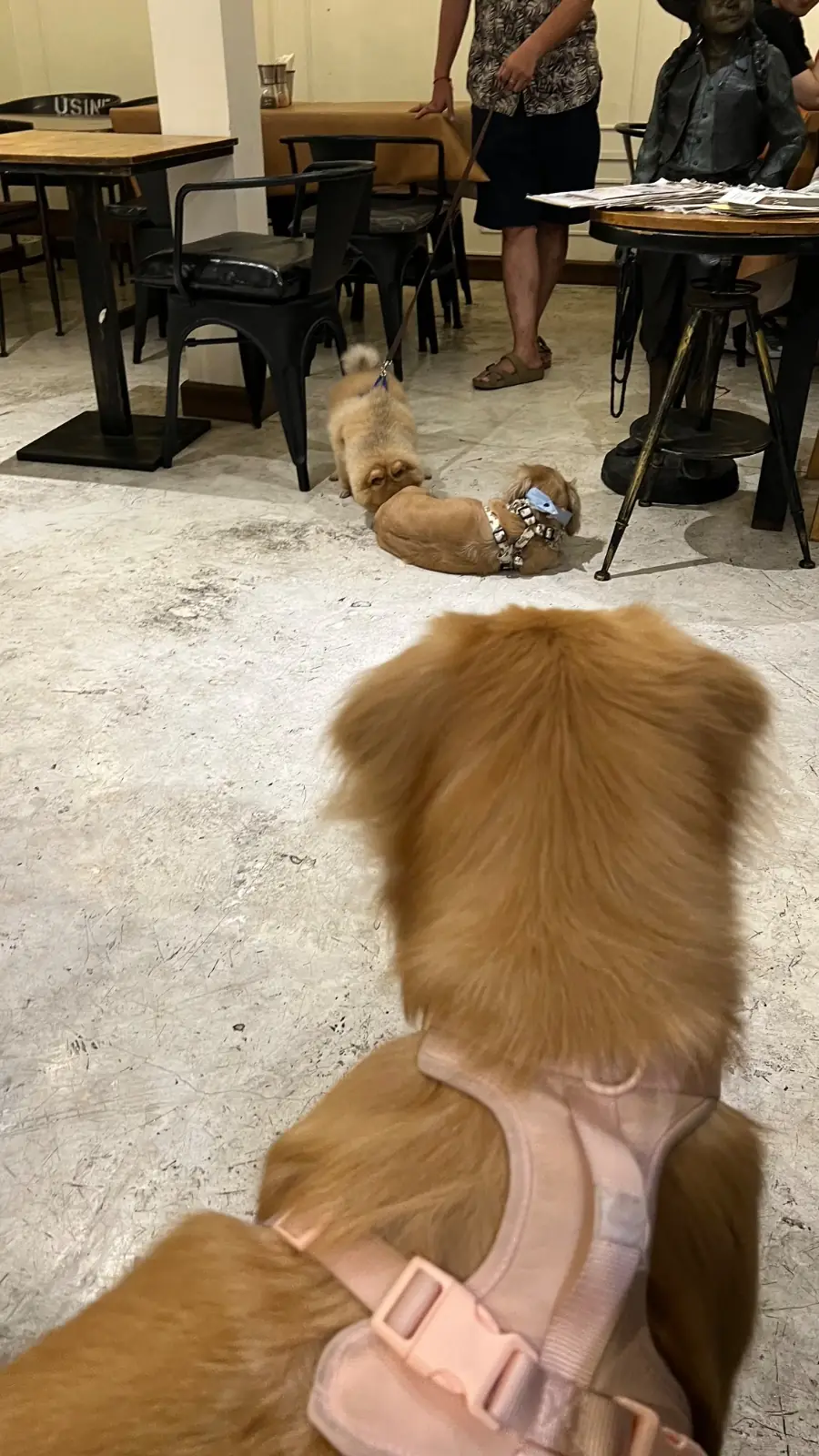 อยู่บ้าน อีทเทอรี่ pets image 20