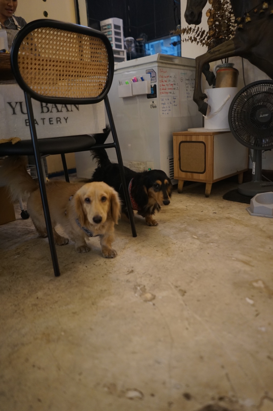 อยู่บ้าน อีทเทอรี่ pets image 2