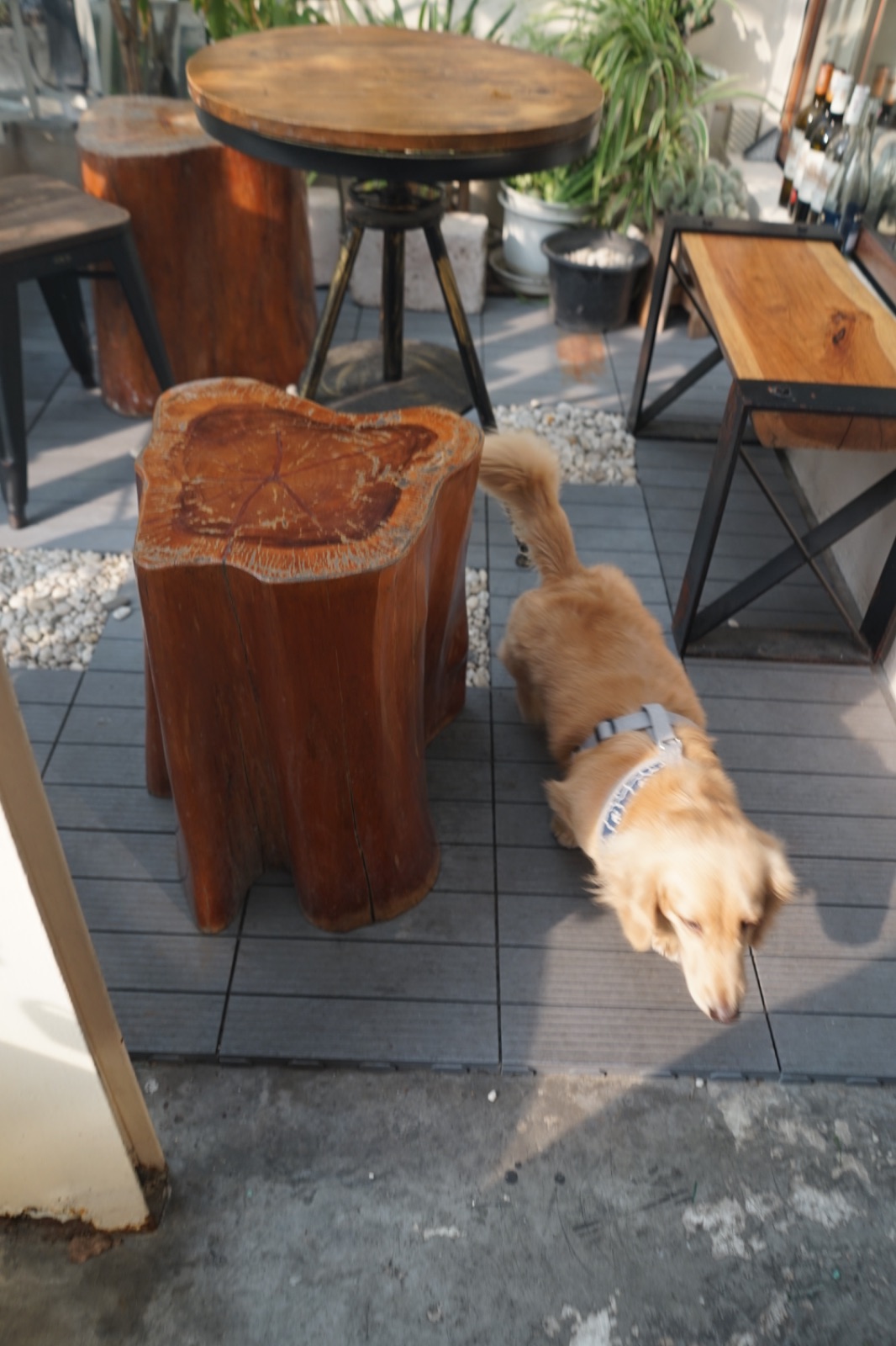 อยู่บ้าน อีทเทอรี่ pets image 6