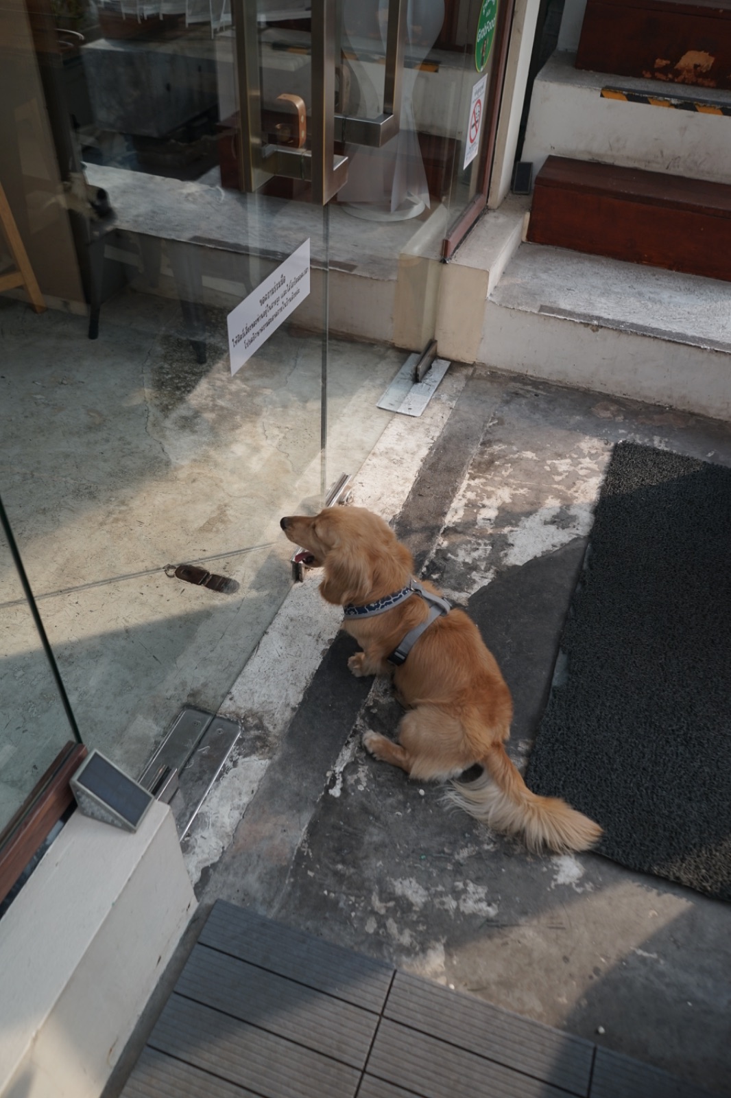 อยู่บ้าน อีทเทอรี่ pets image 12