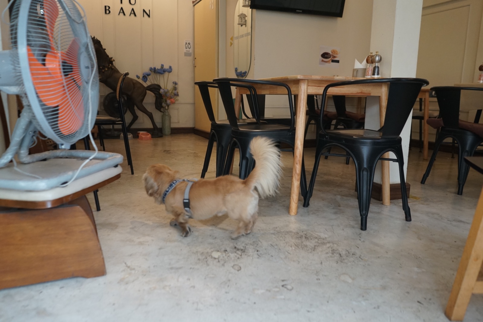 อยู่บ้าน อีทเทอรี่ pets image 7