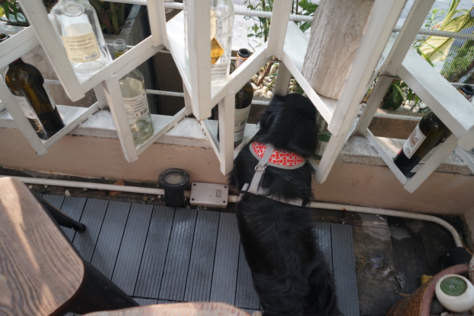 อยู่บ้าน อีทเทอรี่ pets image 1