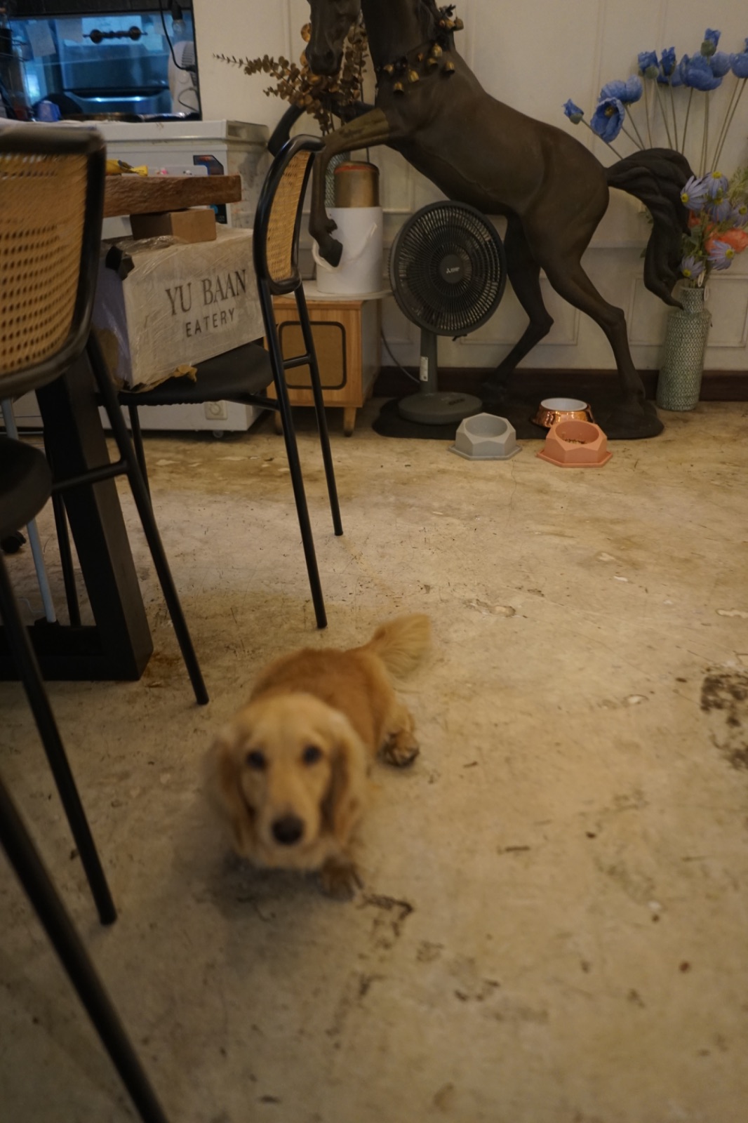 อยู่บ้าน อีทเทอรี่ pets image 9