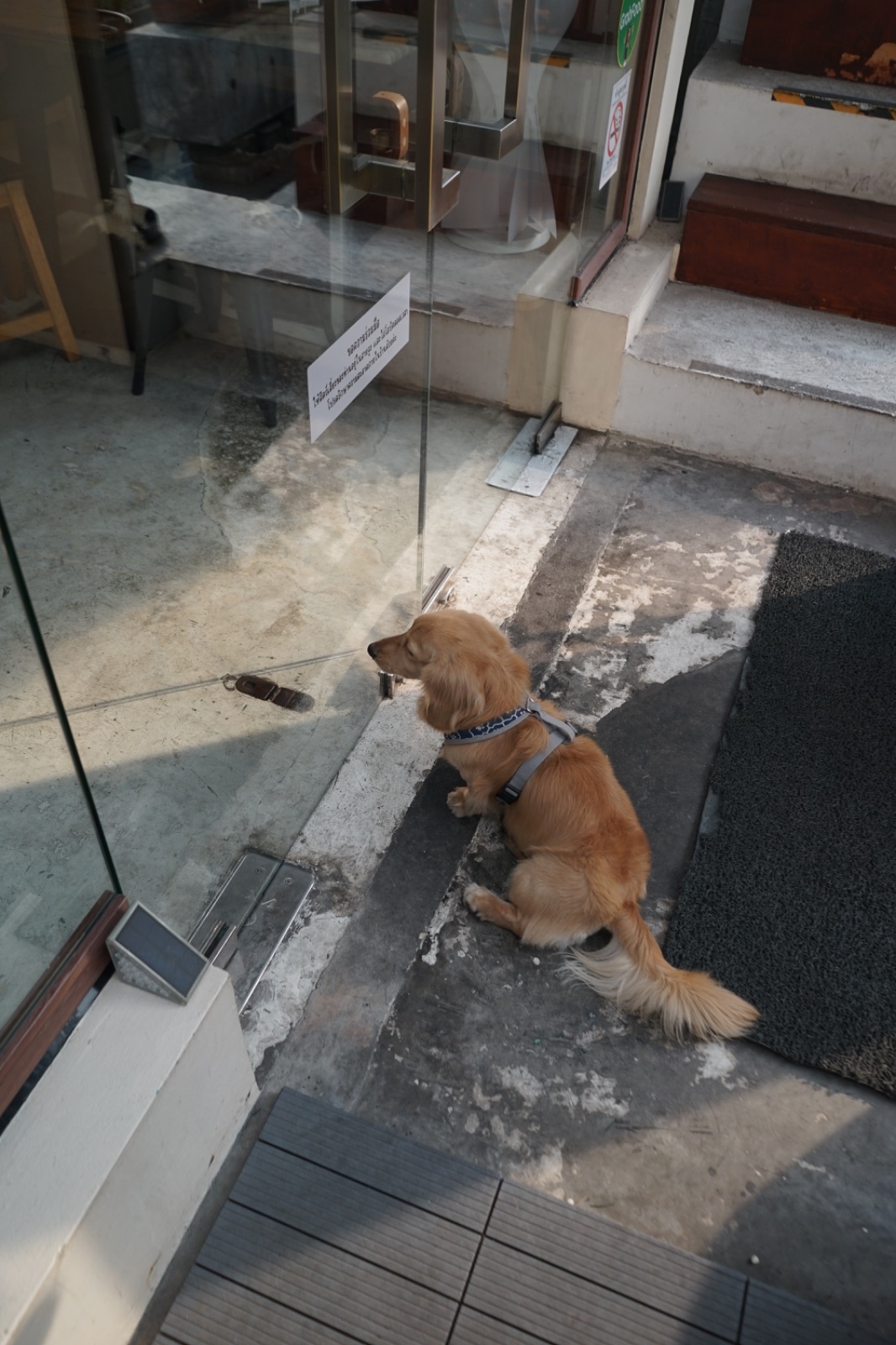 อยู่บ้าน อีทเทอรี่ pets image 10