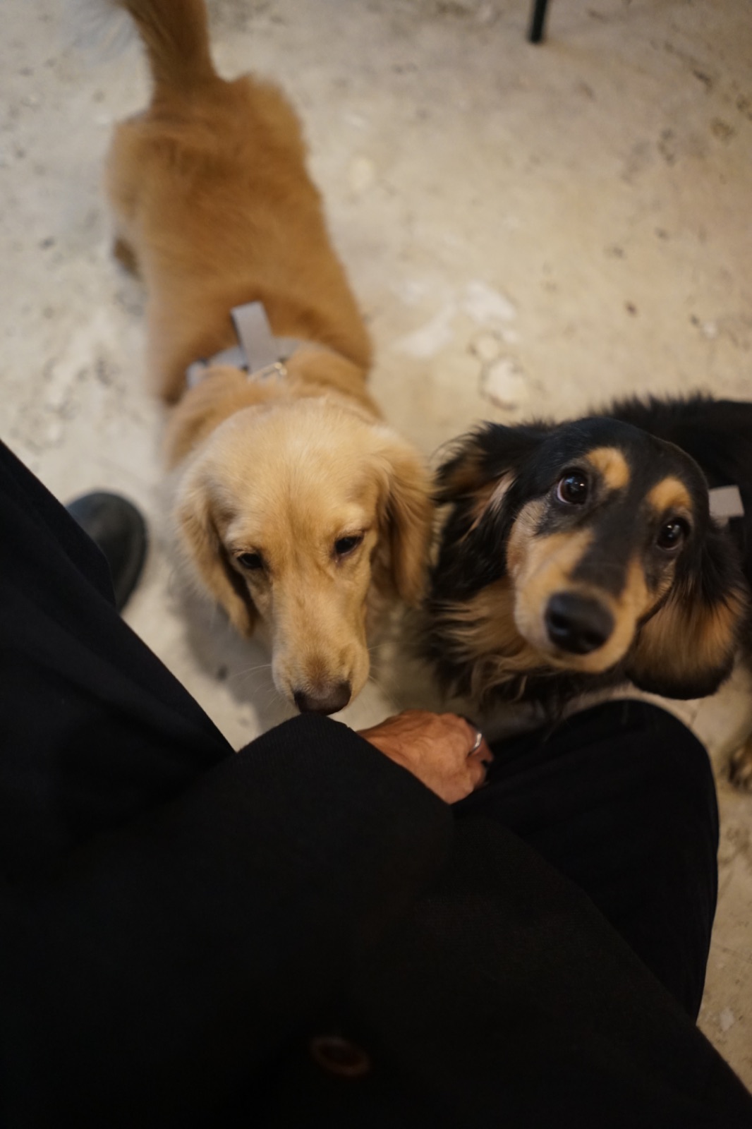 อยู่บ้าน อีทเทอรี่ pets image 11