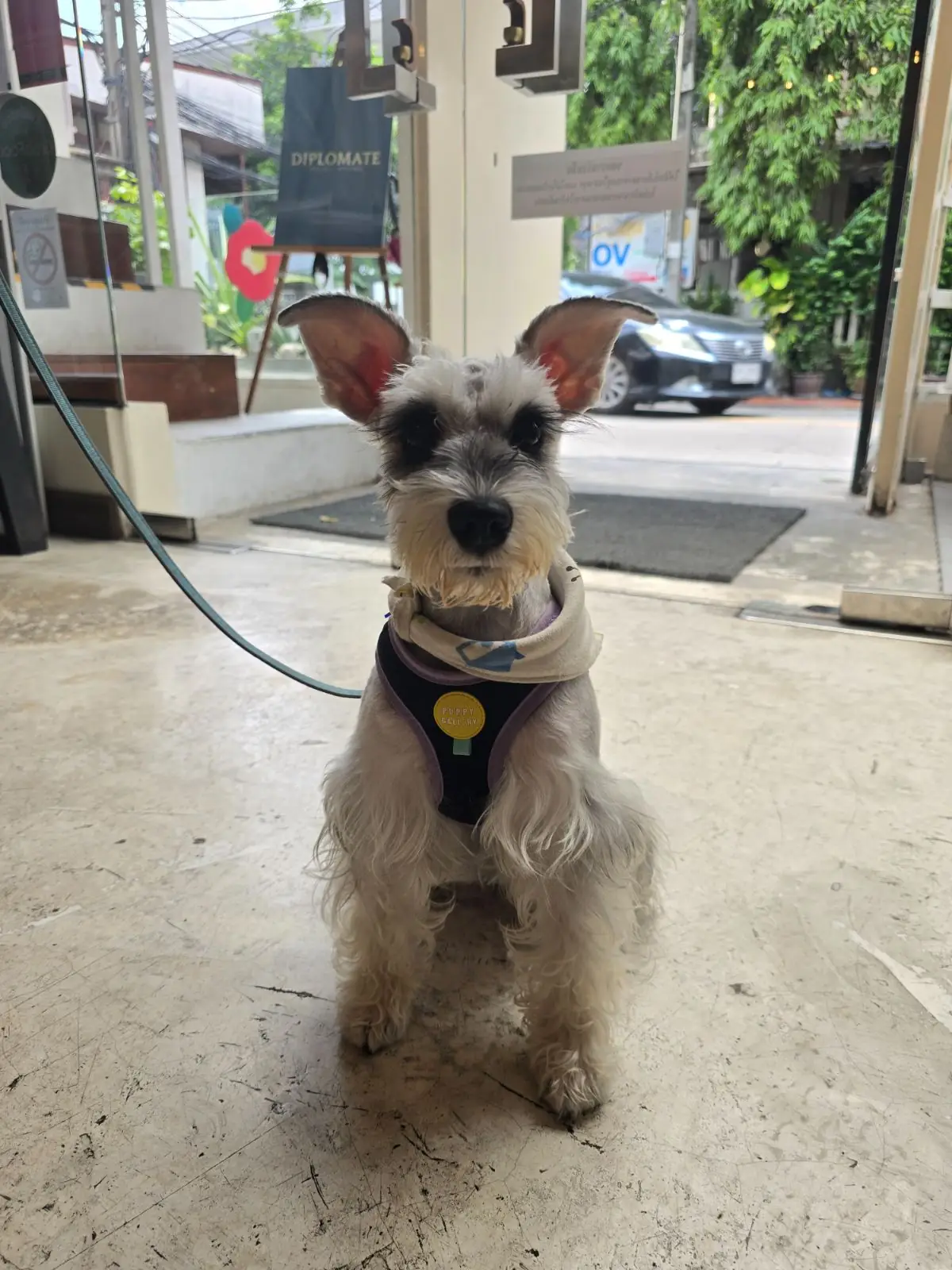 อยู่บ้าน อีทเทอรี่ pets image 5