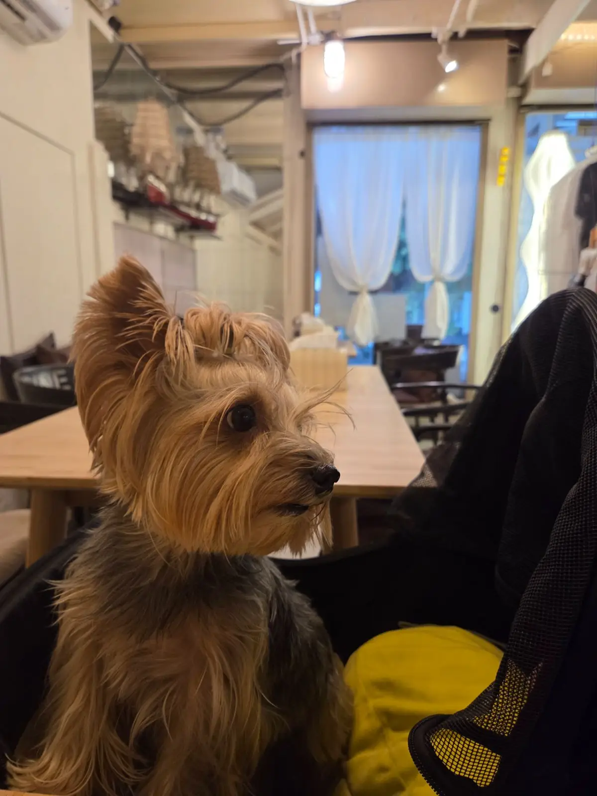 อยู่บ้าน อีทเทอรี่ pets image 19