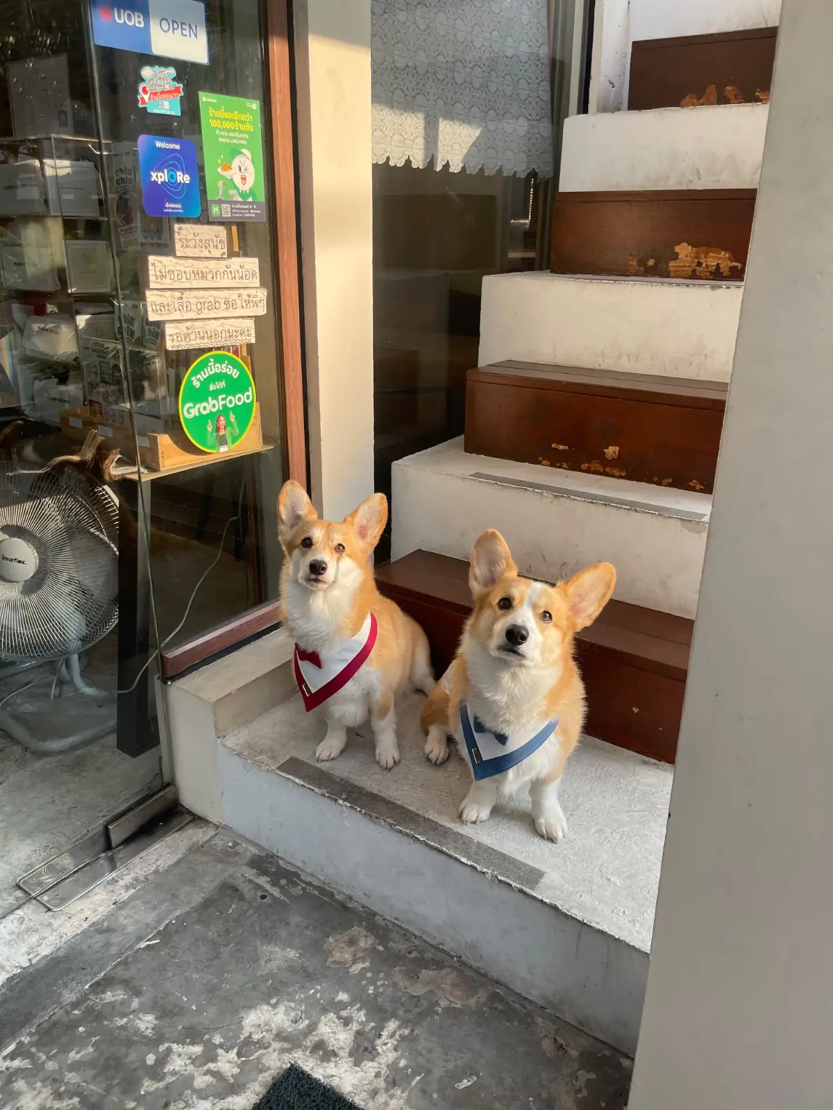 อยู่บ้าน อีทเทอรี่ pets image 4