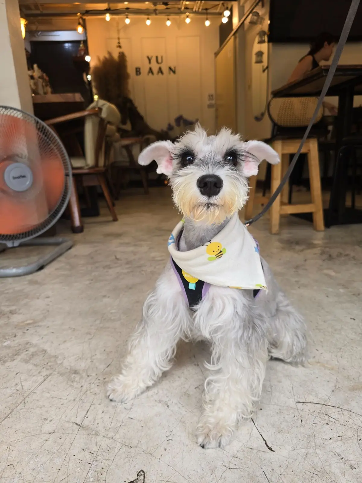 อยู่บ้าน อีทเทอรี่ pets image 14