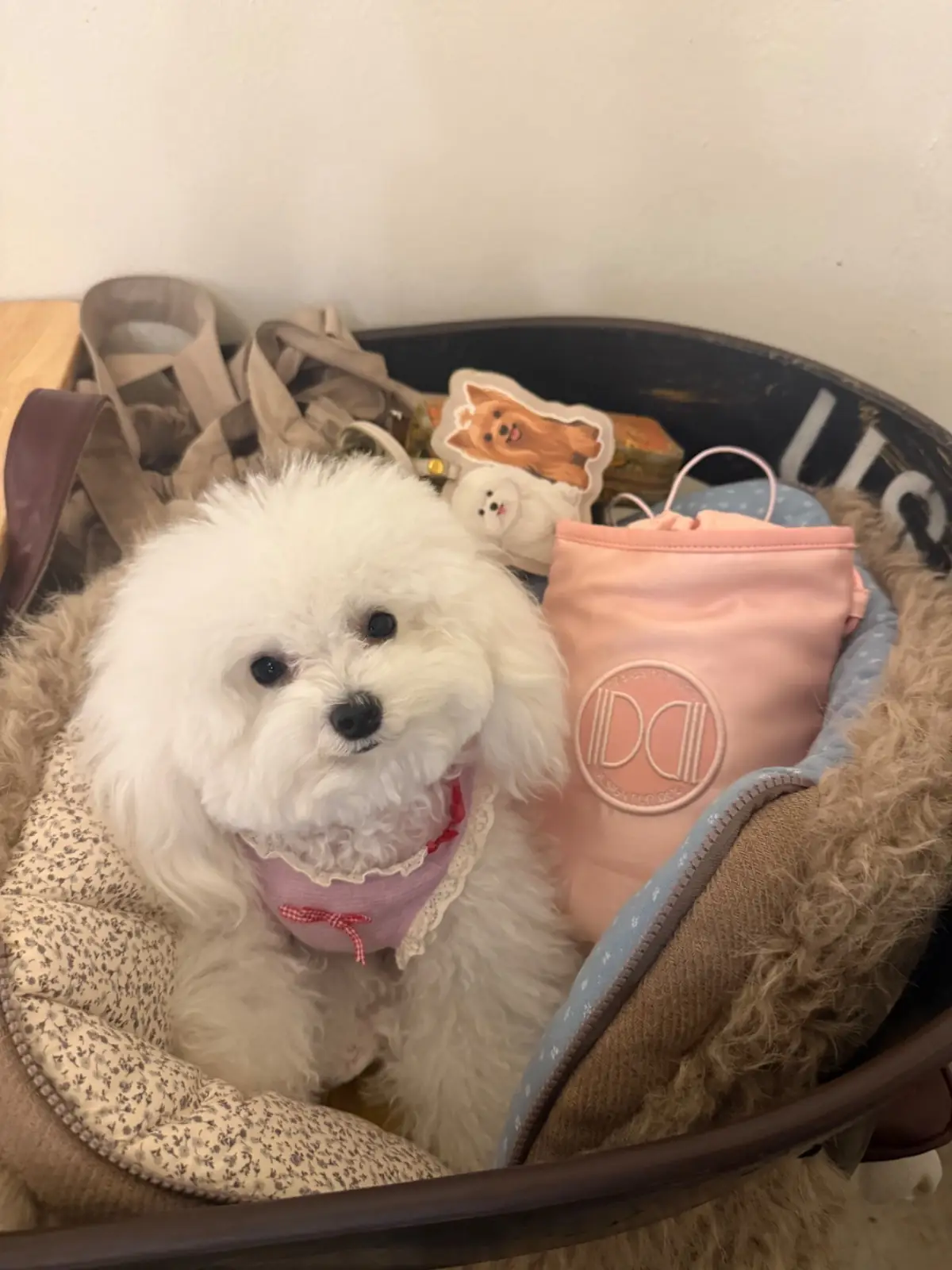 อยู่บ้าน อีทเทอรี่ pets image 1