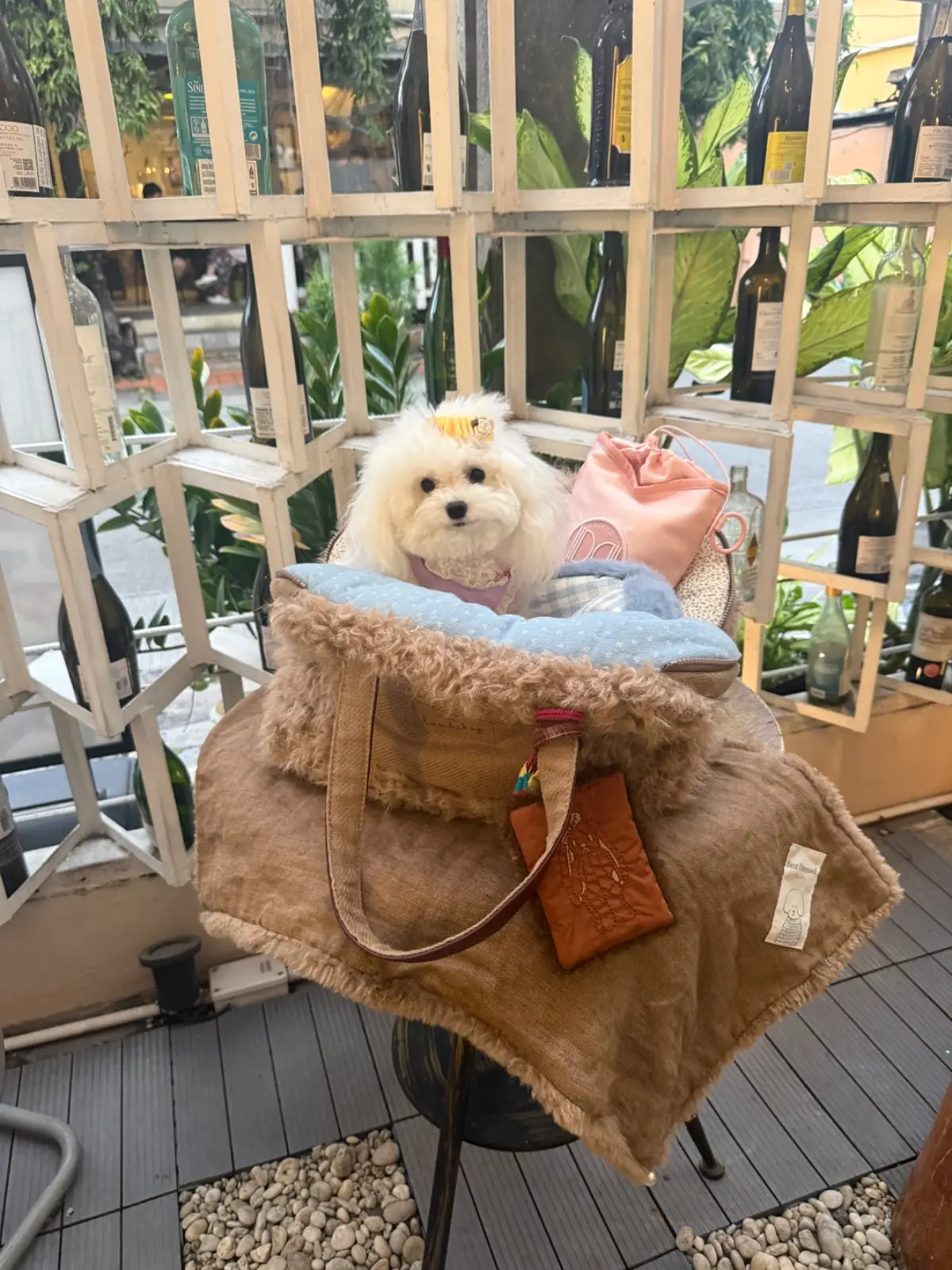อยู่บ้าน อีทเทอรี่ pets image 3