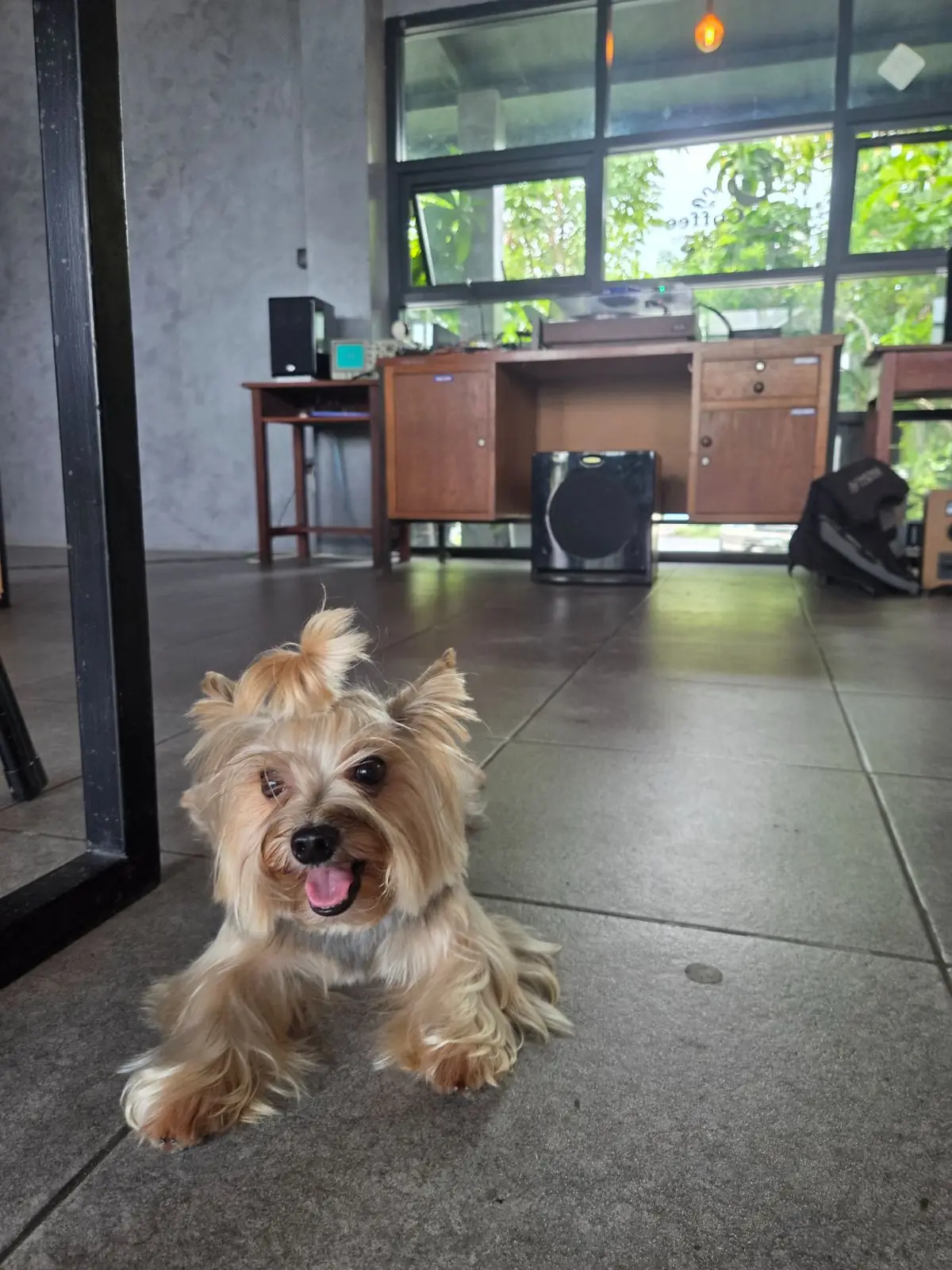ล้วนนิยม pets image 1