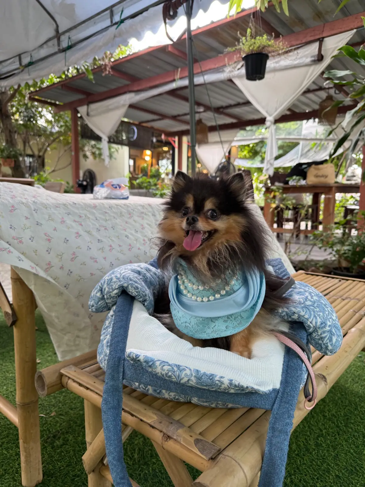 ยายทำให้หลานขาย pets image 1