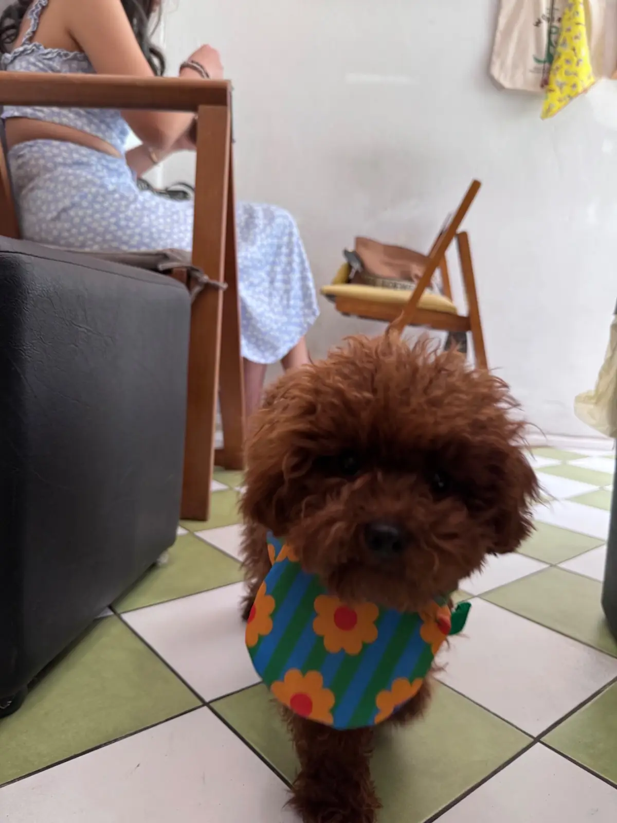 Jimmy's Coffee and Brew pets image 1