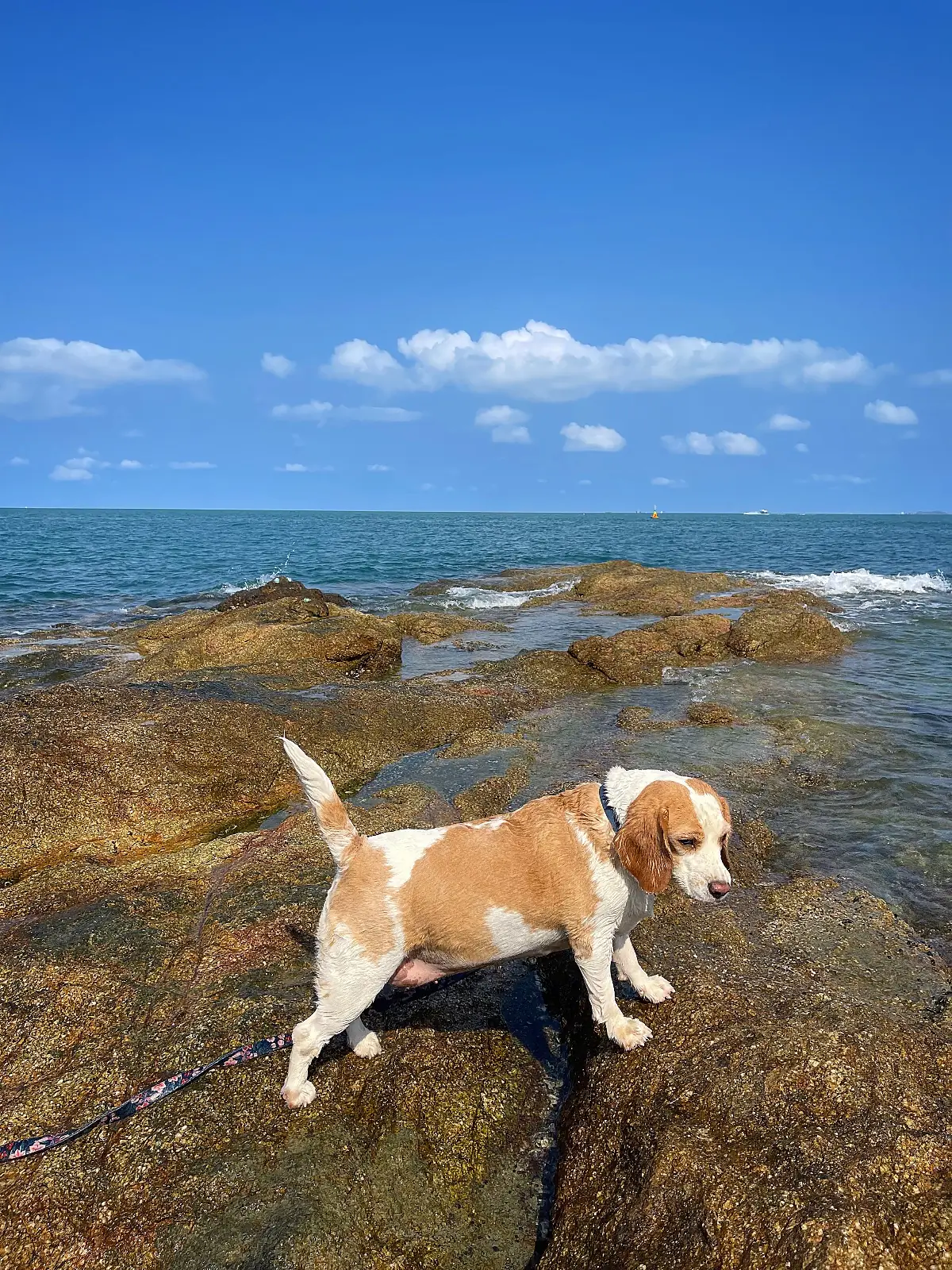 ซาซิมิ หาดลับ pets image 3