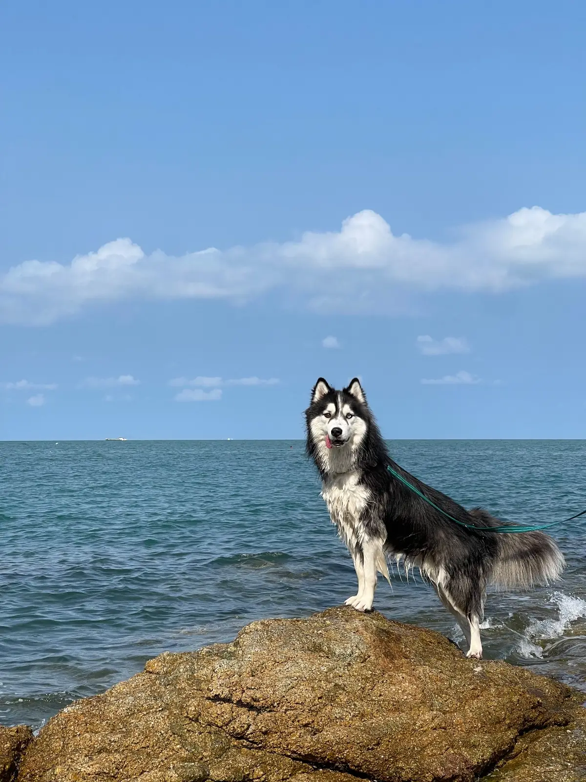 ซาซิมิ หาดลับ pets image 1