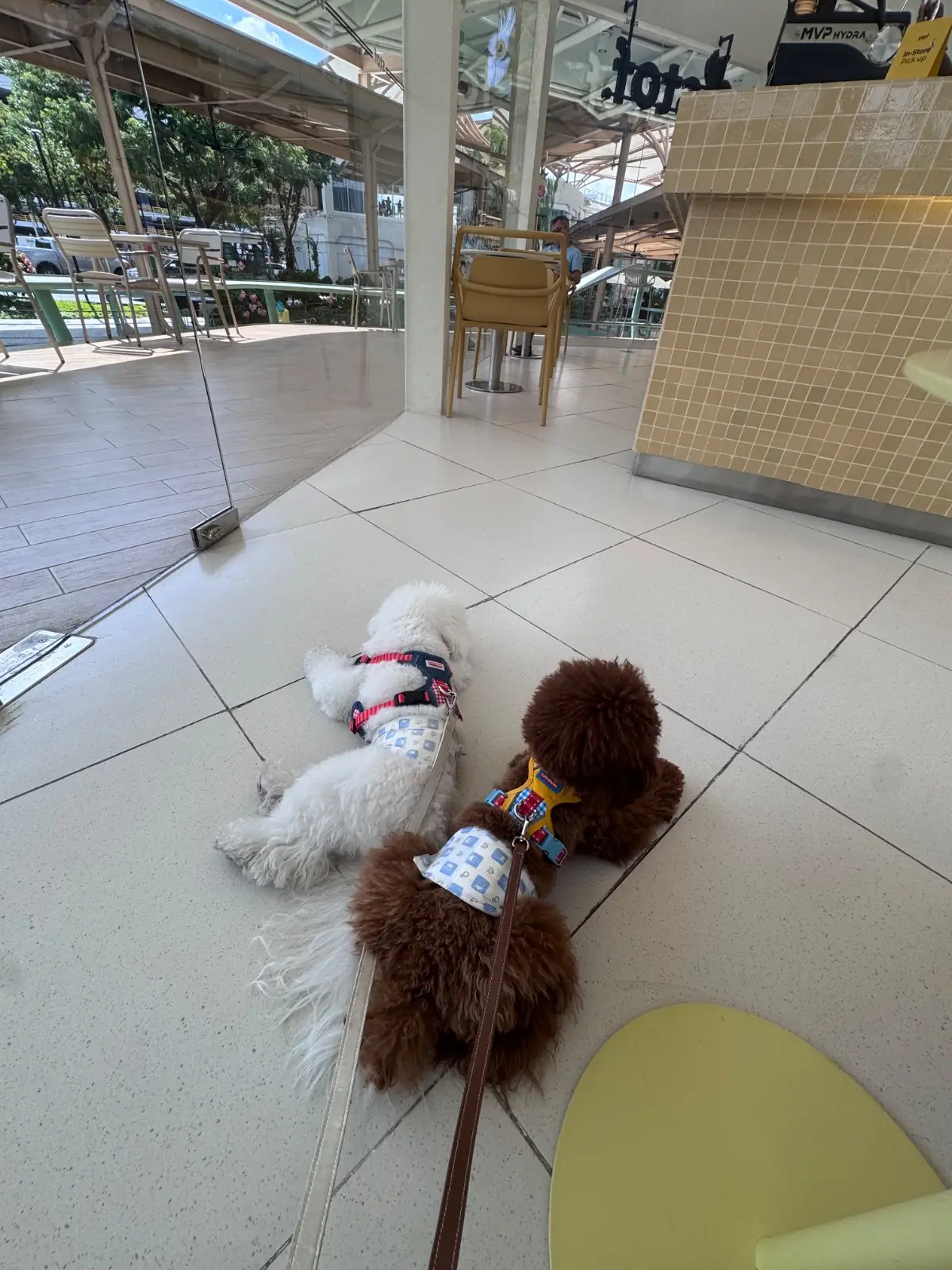 Stof - Parc Bangna pets image 5