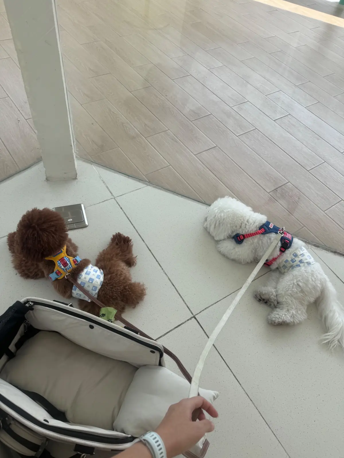 Stof - Parc Bangna pets image 1