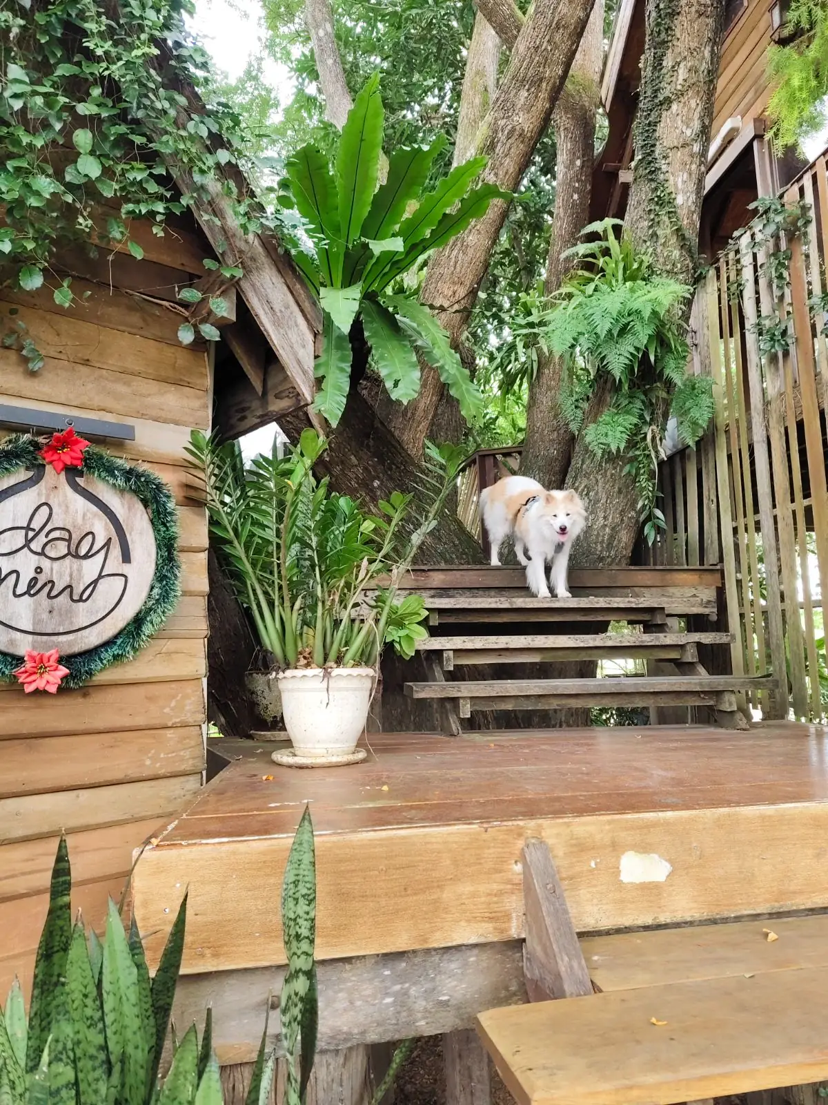 Daynin.cafe pets image 3