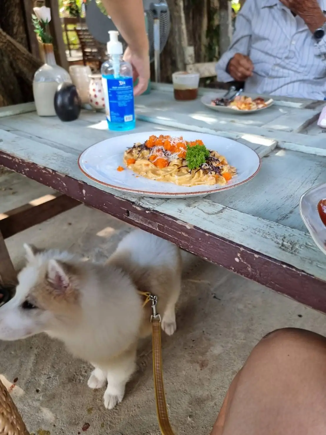 Daynin.cafe pets image 1