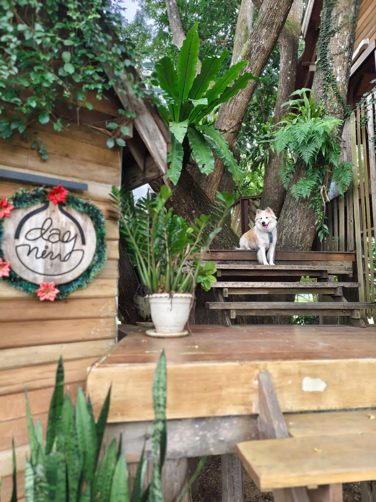 Daynin.cafe pets image 4