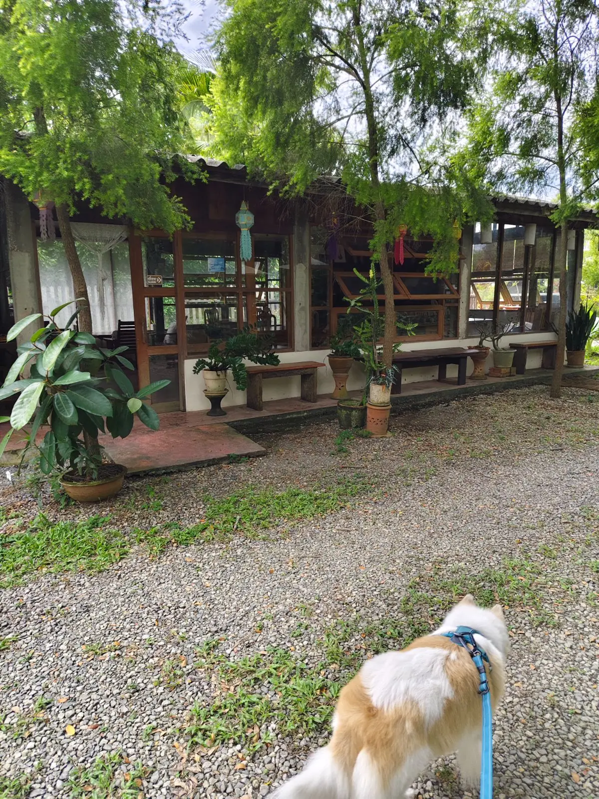 Daynin.cafe pets image 5