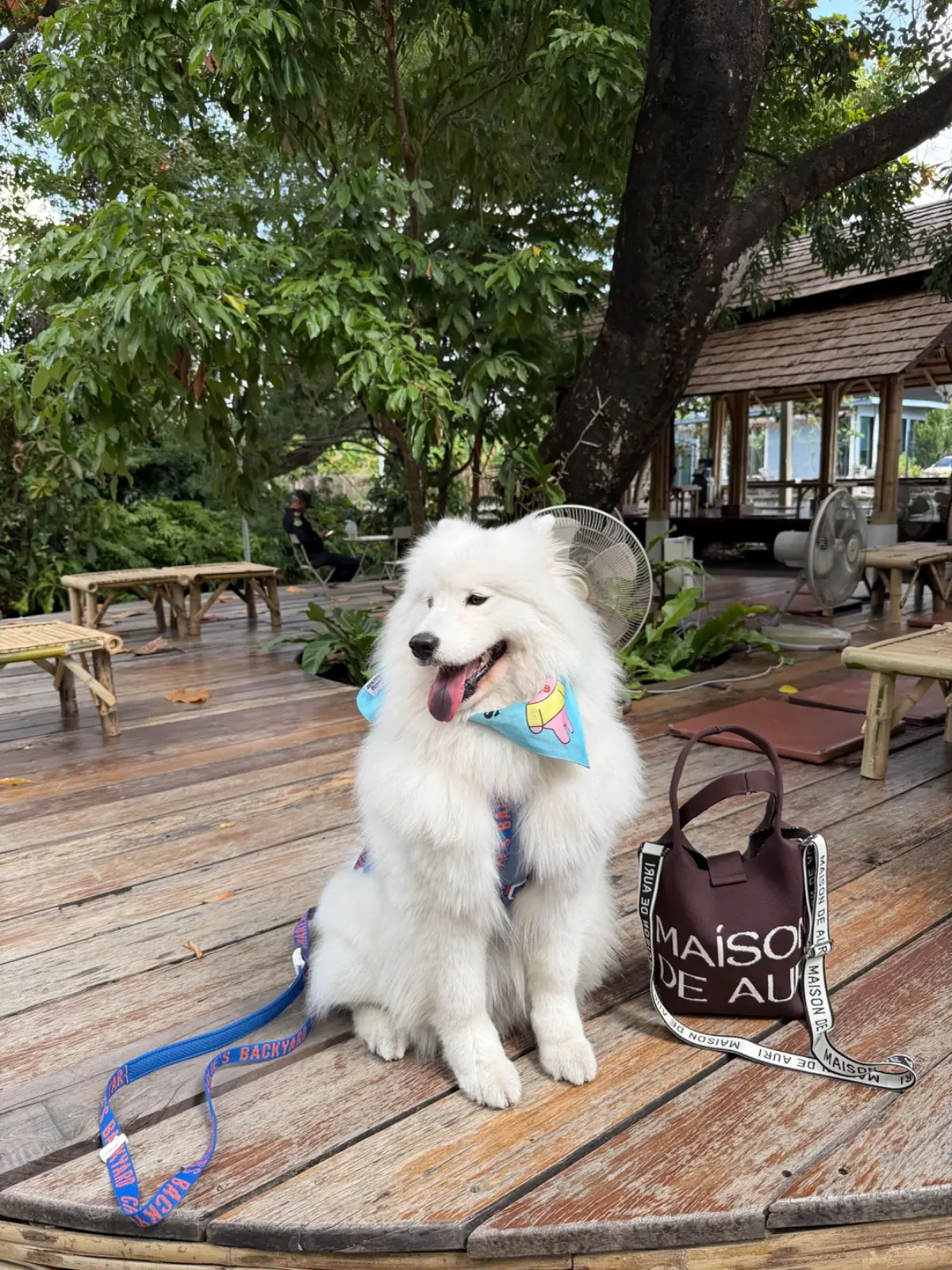 แนทชูล่า คาเฟ่ pets image 3