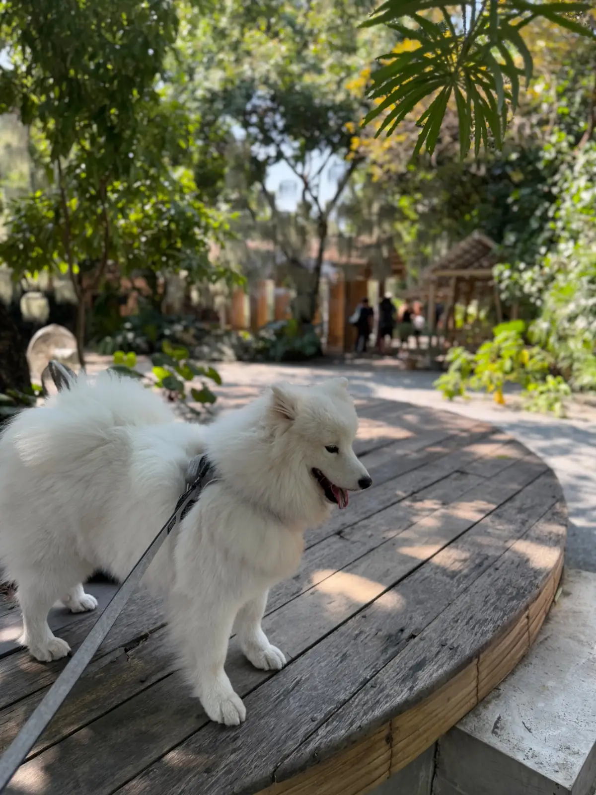 แนทชูล่า คาเฟ่ pets image 2