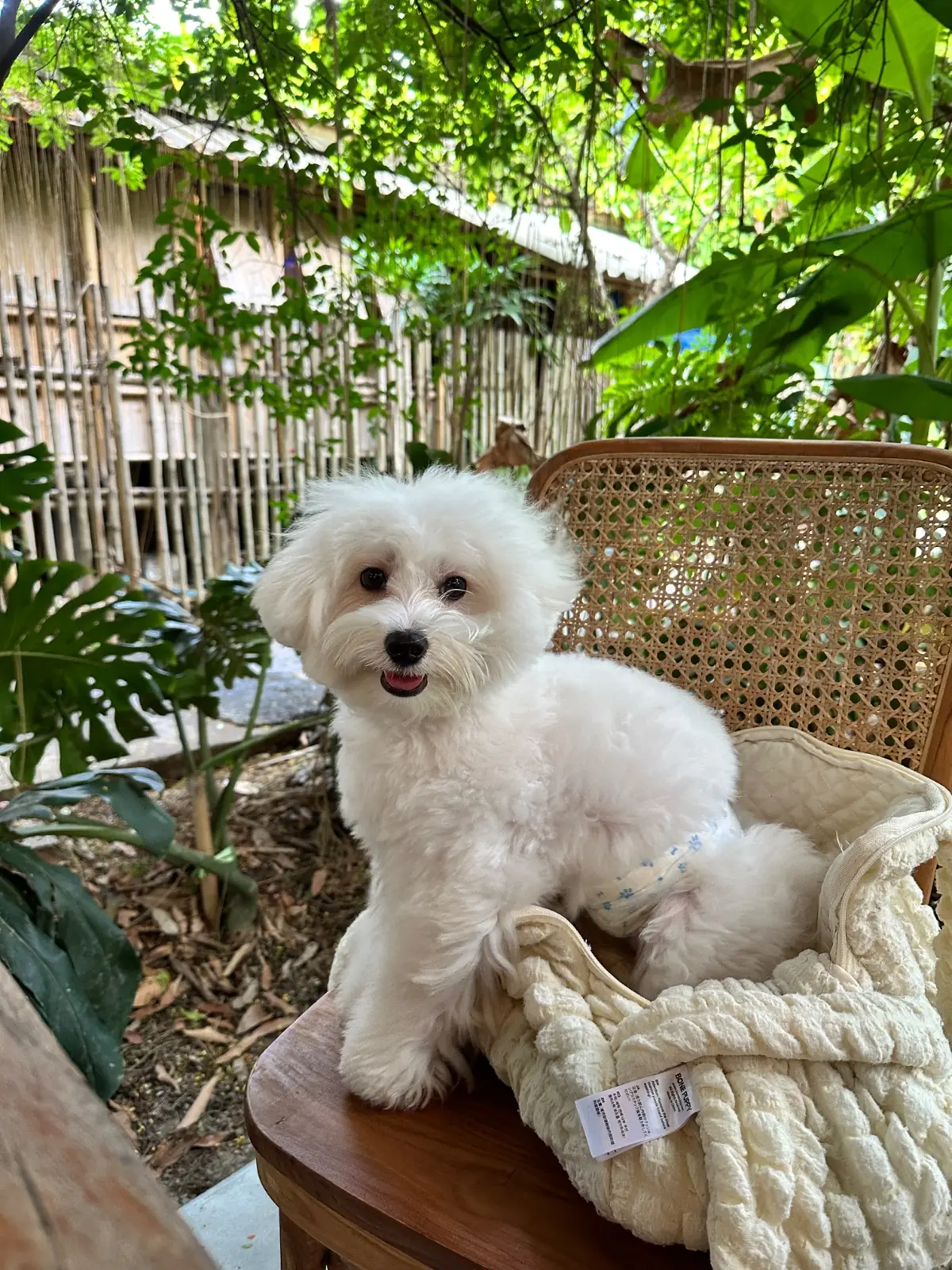 แนทชูล่า คาเฟ่ pets image 1