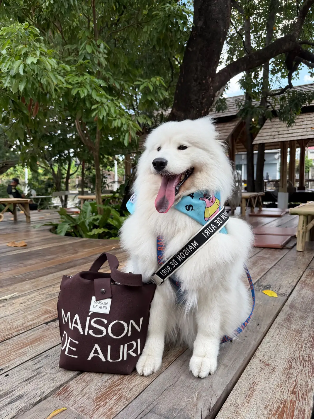 แนทชูล่า คาเฟ่ pets image 4
