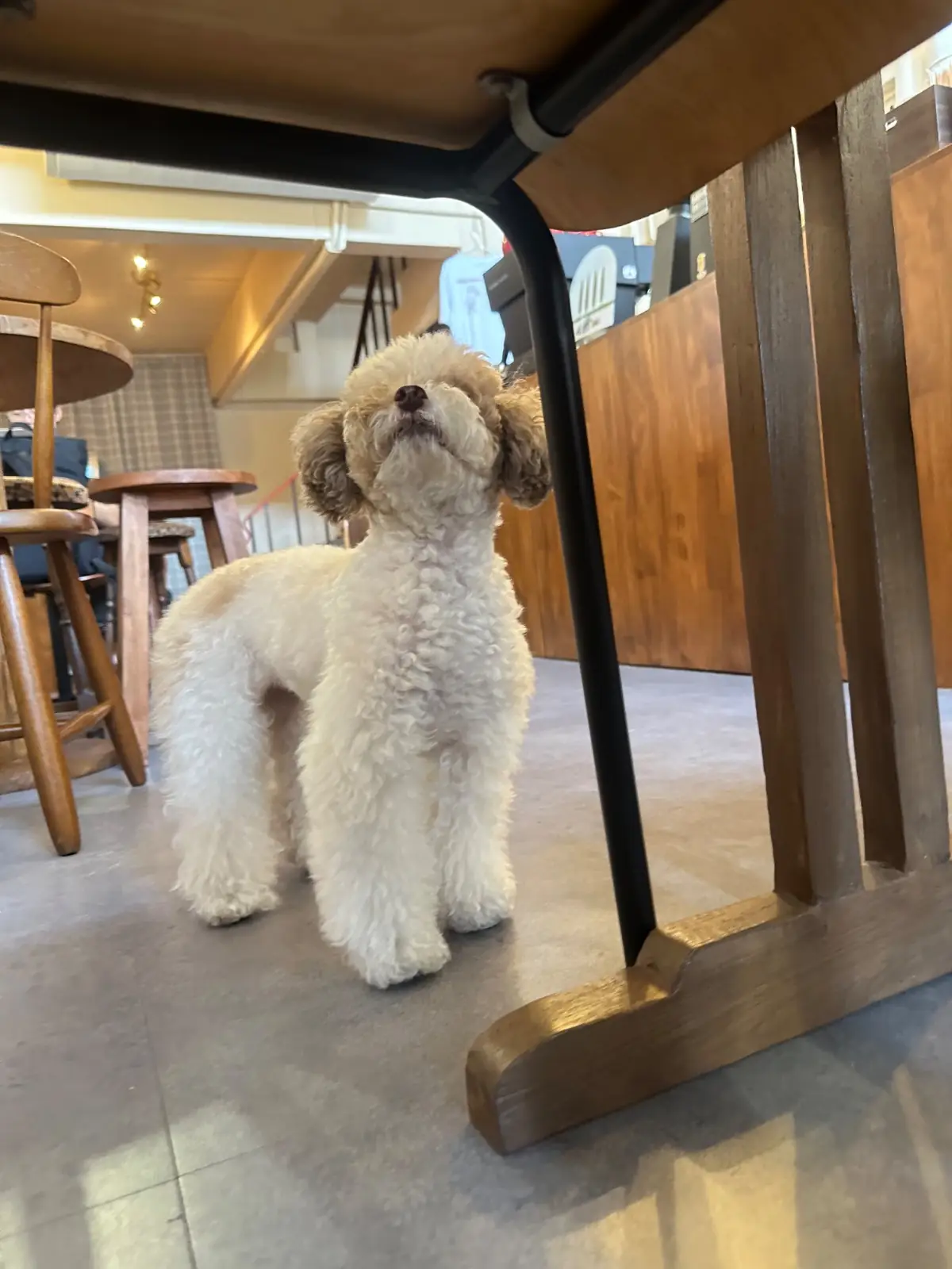 Olive&Co.Cafe pets image 4