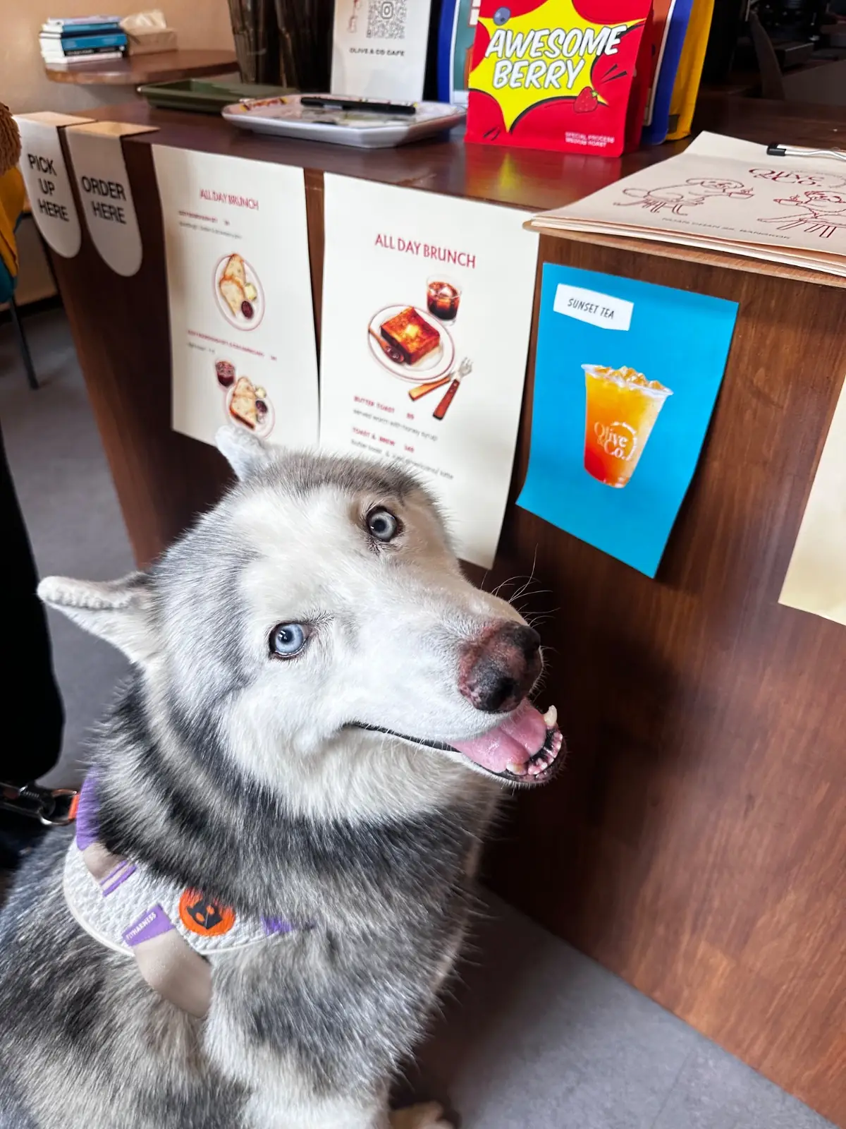 Olive&Co.Cafe pets image 2