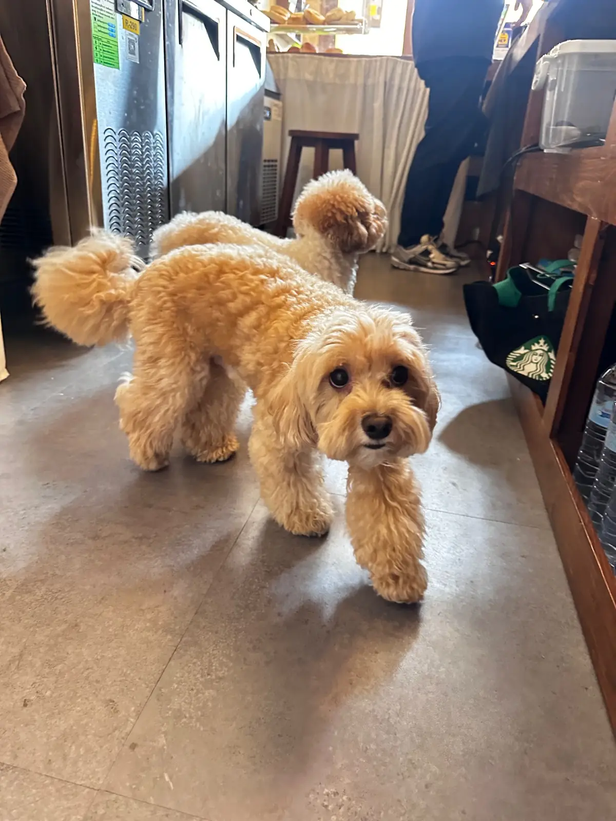 Olive&Co.Cafe pets image 1