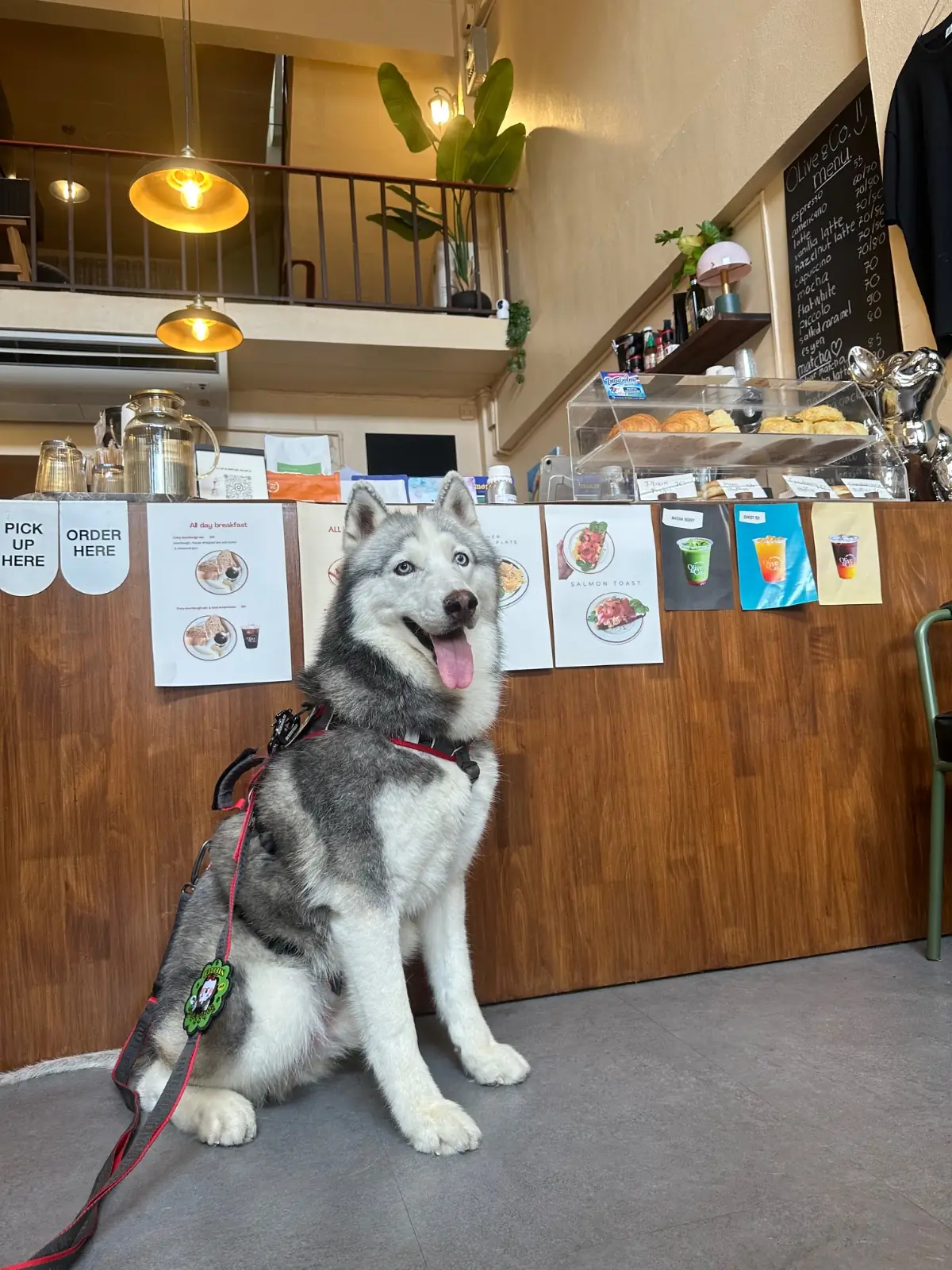 Olive&Co.Cafe pets image 5