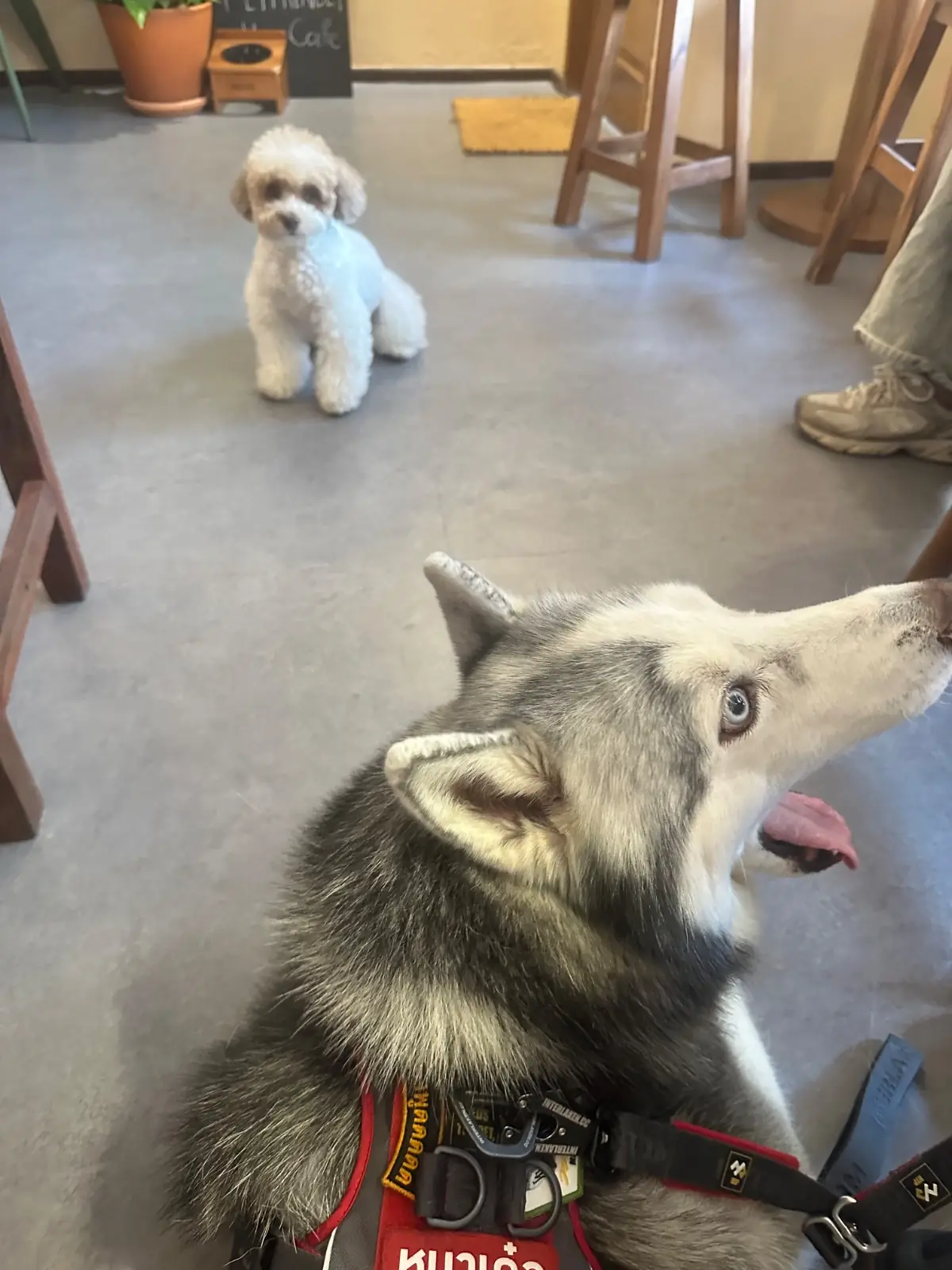 Olive&Co.Cafe pets image 6