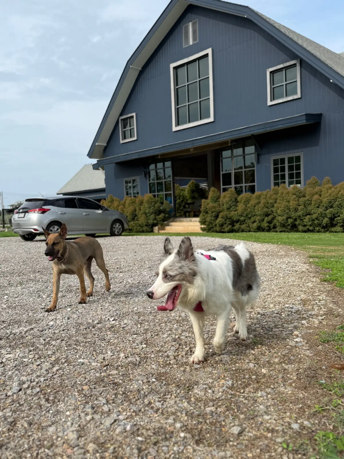 The Barn Hua Hin pets image 4