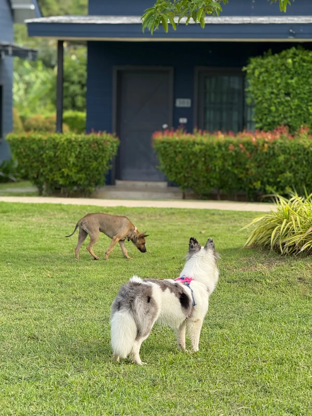 The Barn Hua Hin pets image 3