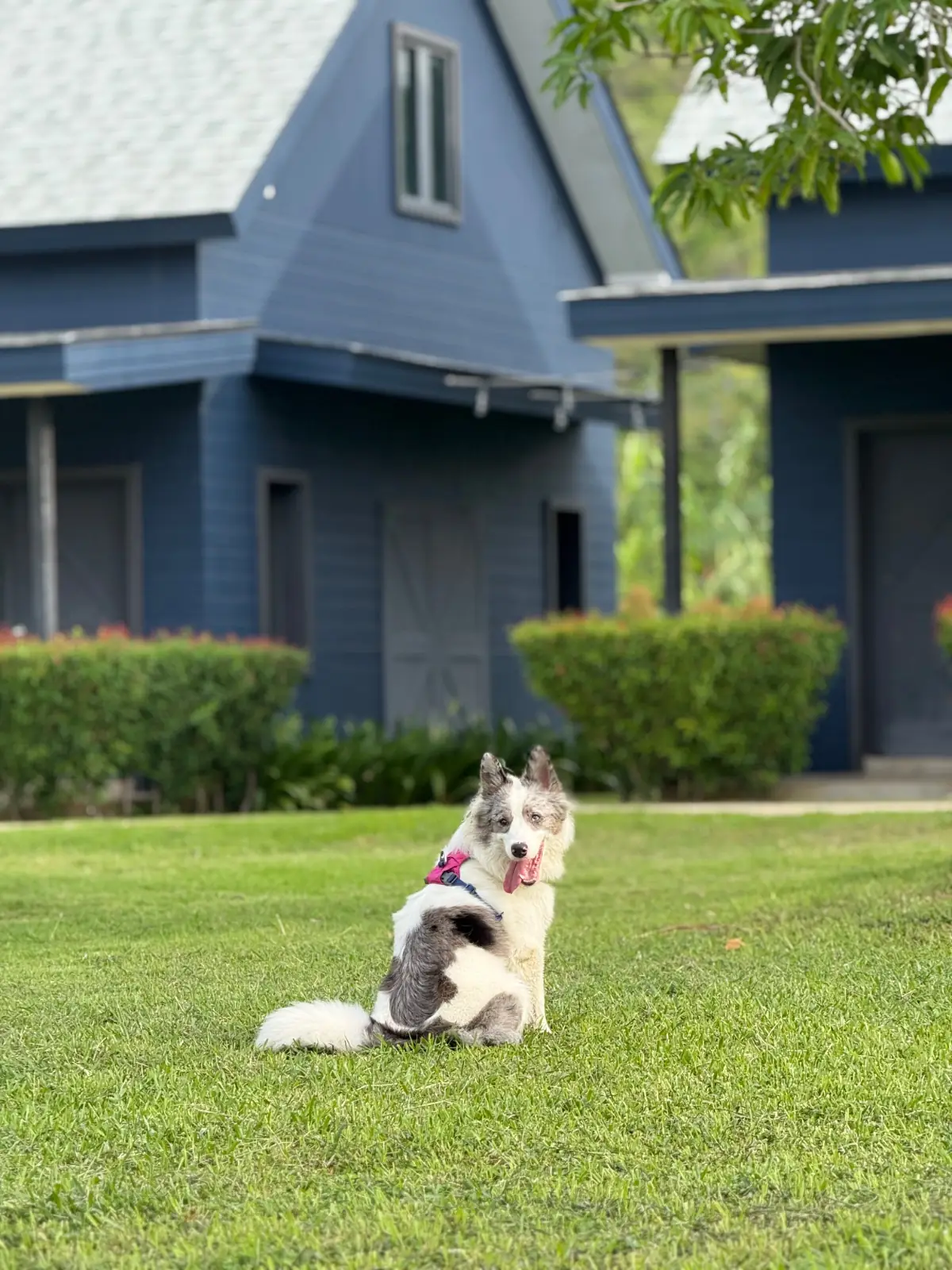 The Barn Hua Hin pets image 1