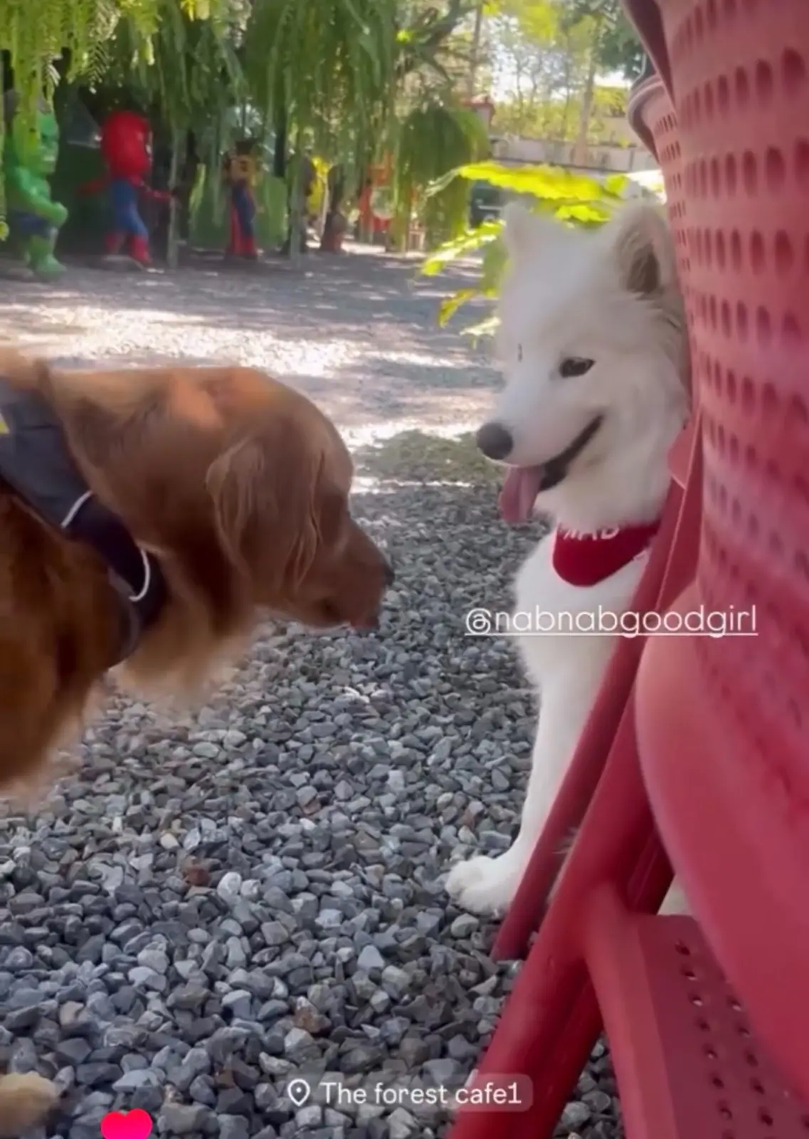 The Forest Cafe pets image 1