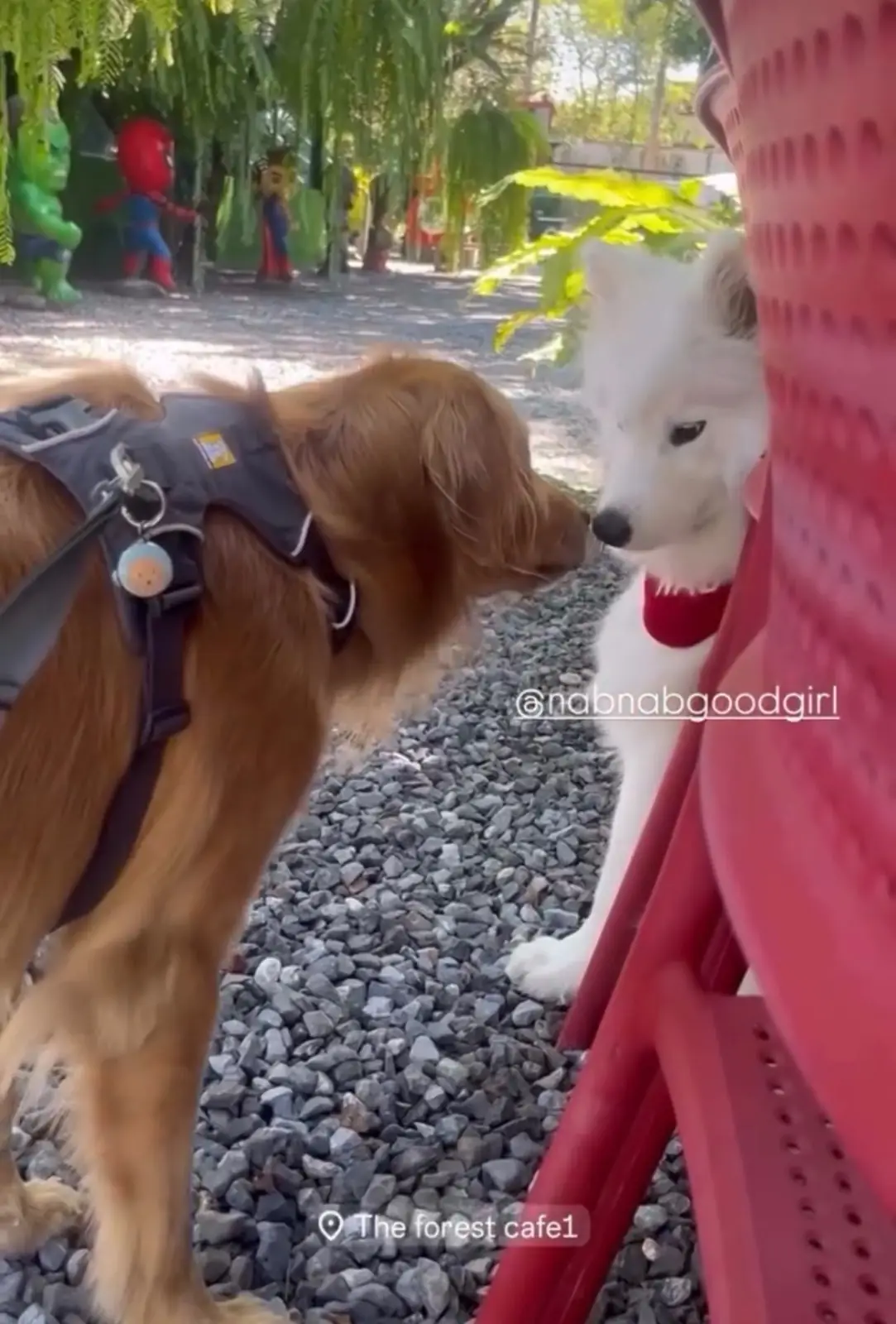 The Forest Cafe pets image 2