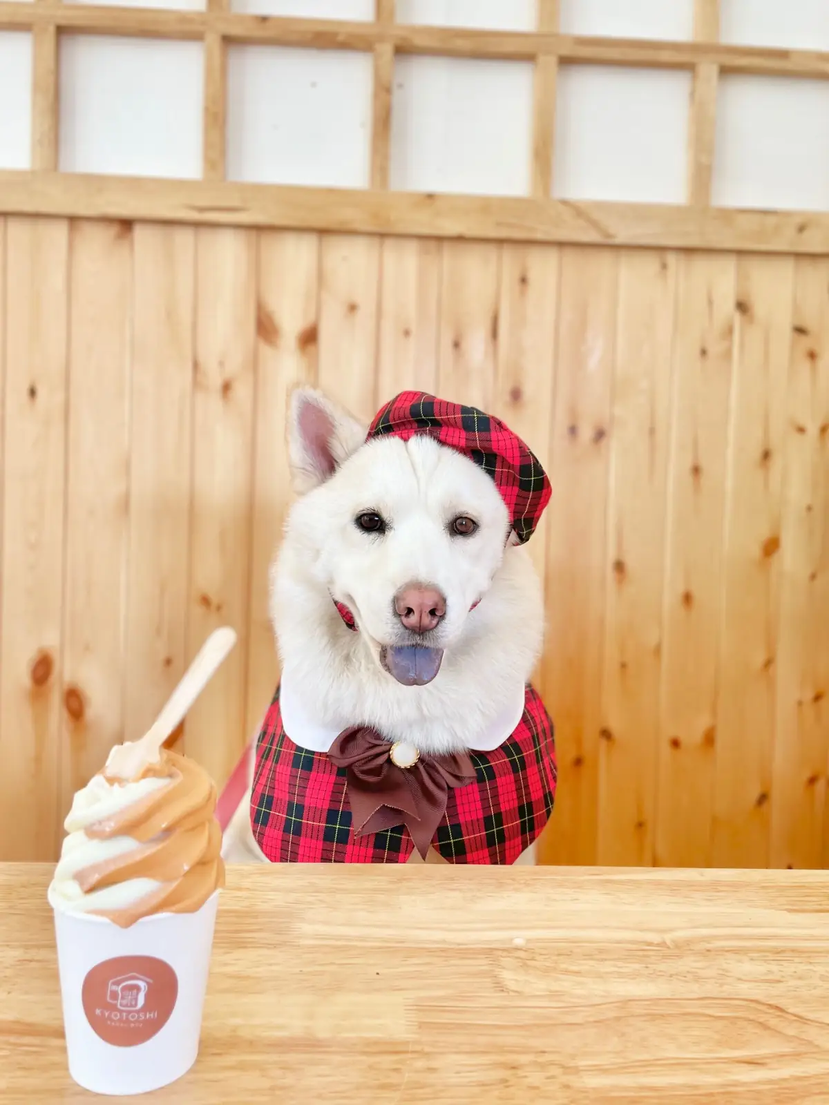 Kyoto Shi Cafe - Ratchaburi pets image 1