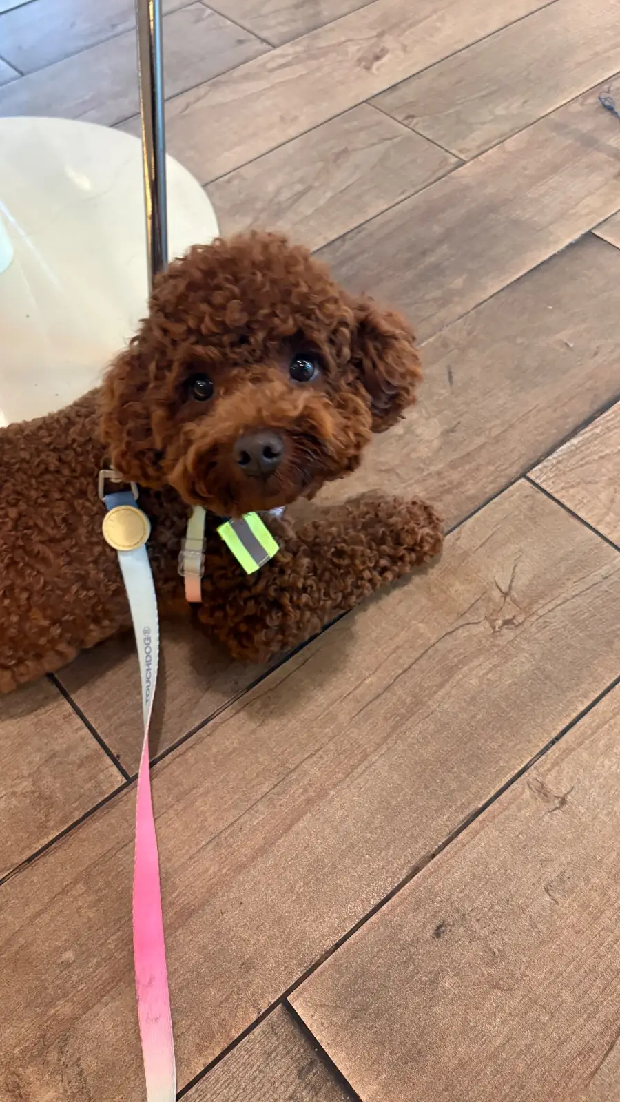Otto Italian Eatery pets image 1